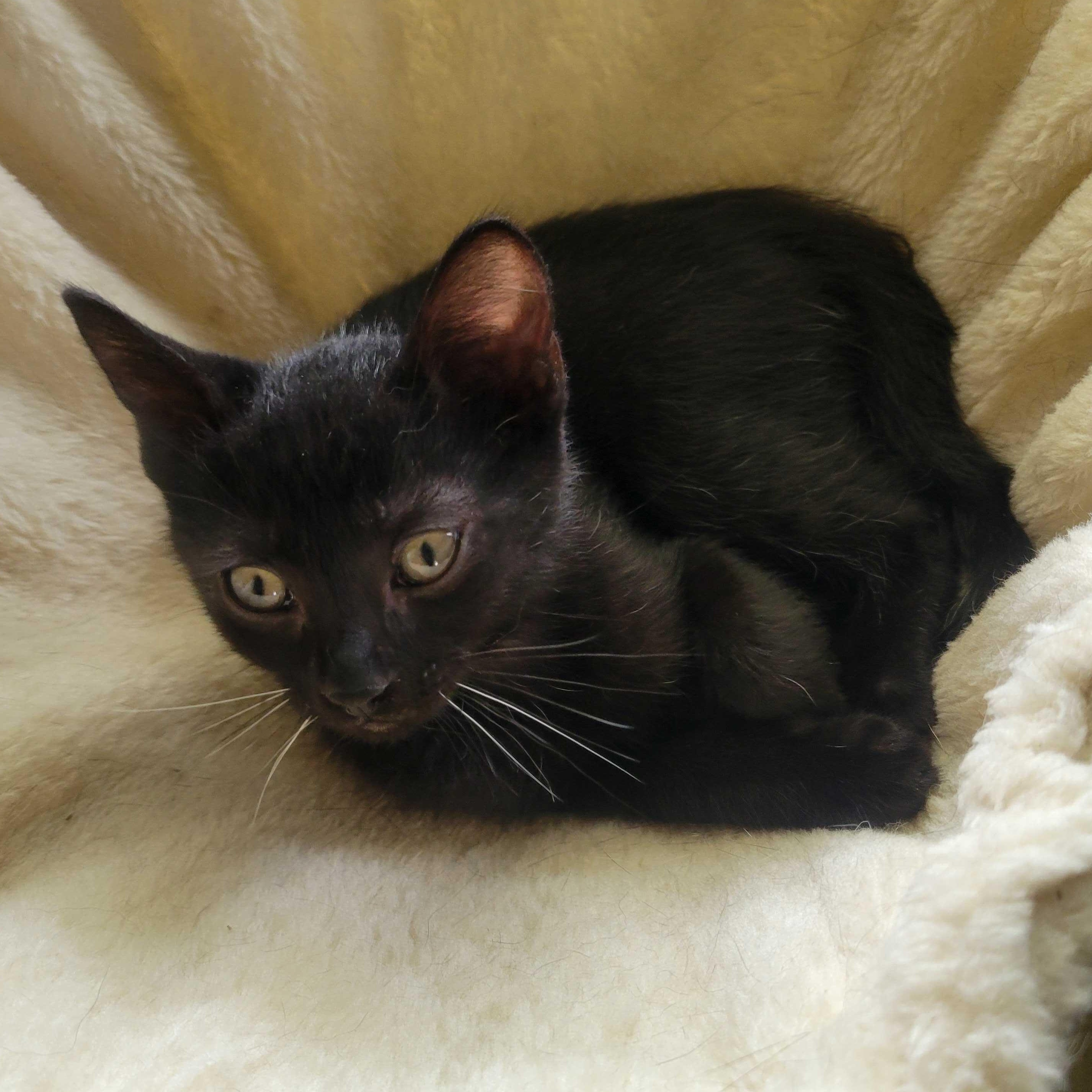 Mabel & Licorice (not bonded), a Adoptable Domestic Short Hair in East Amherst, NY image 4/6