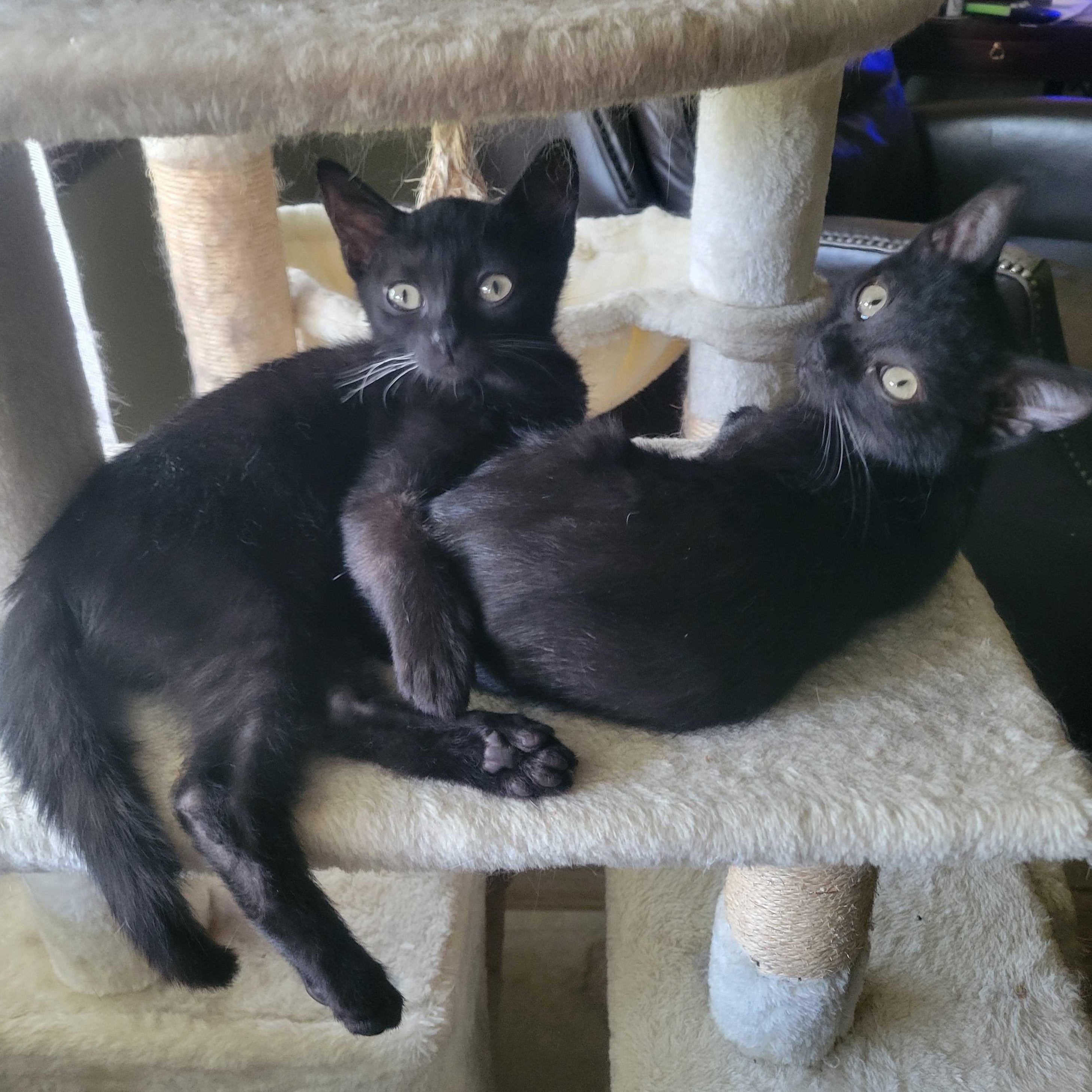 Mabel & Licorice (not bonded), Adoptable, Kitten Male Domestic Short Hair.