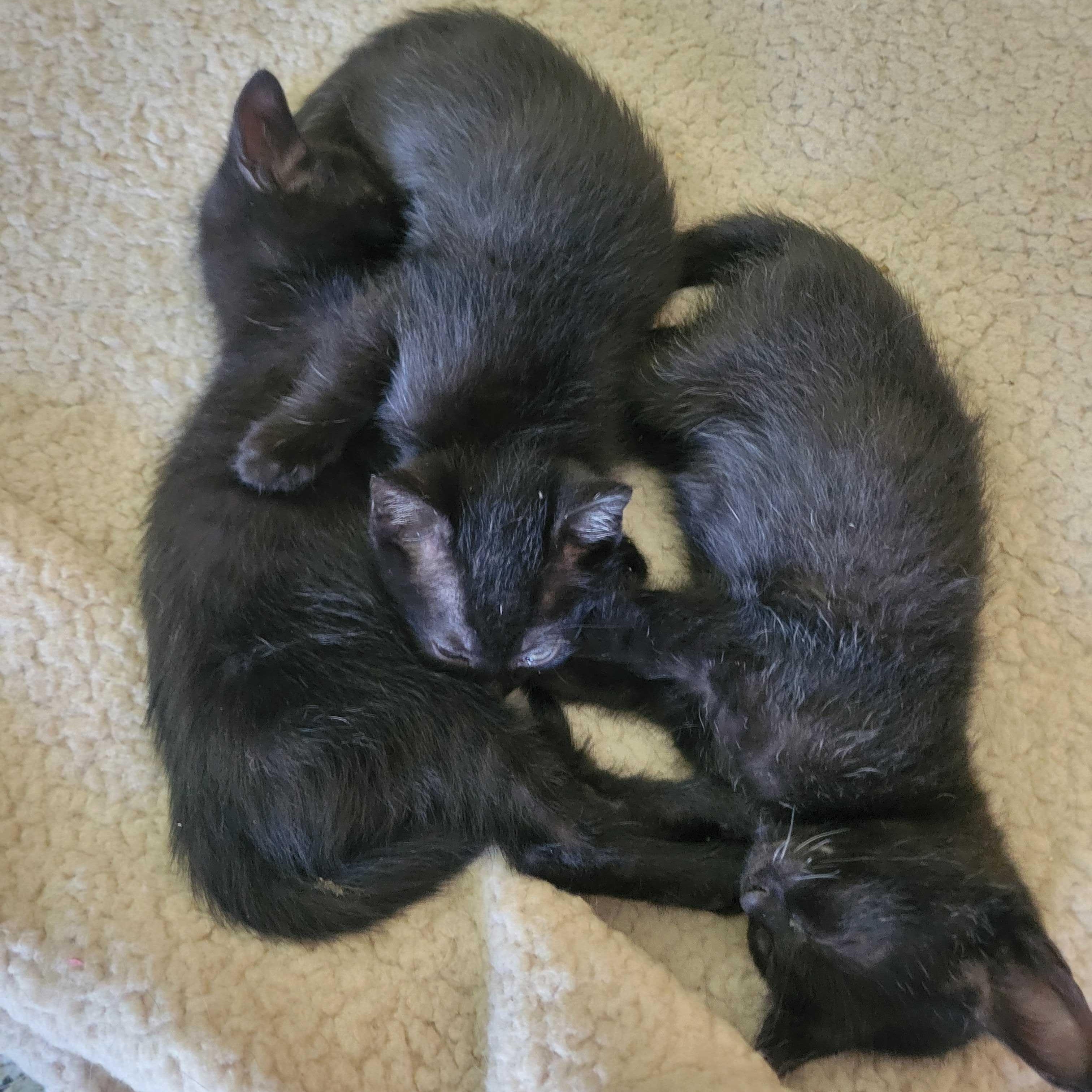 Mabel & Licorice (not bonded), a Adoptable Domestic Short Hair in East Amherst, NY image 6/6
