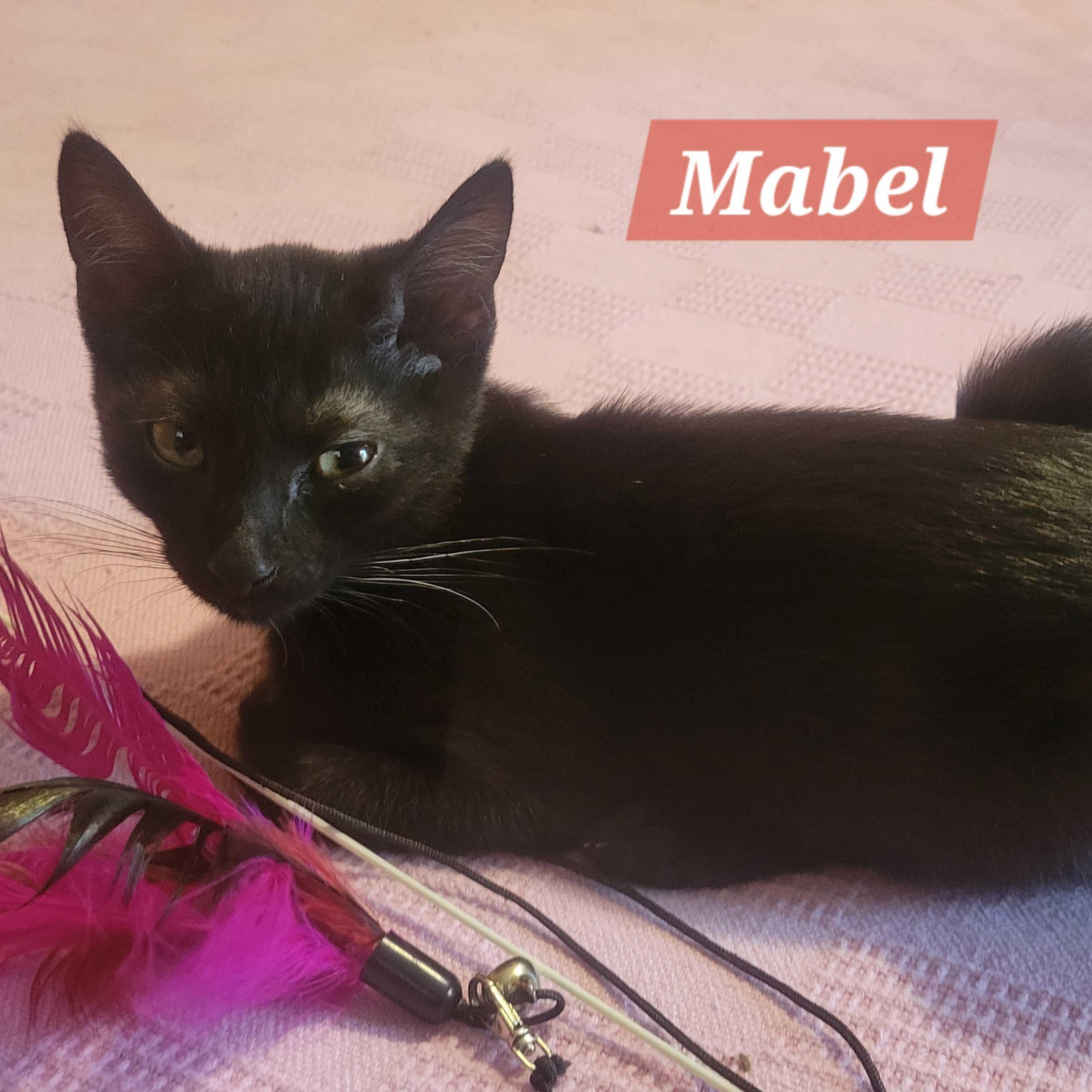 Mabel, a Adoptable Domestic Short Hair in East Amherst, NY image 5/6