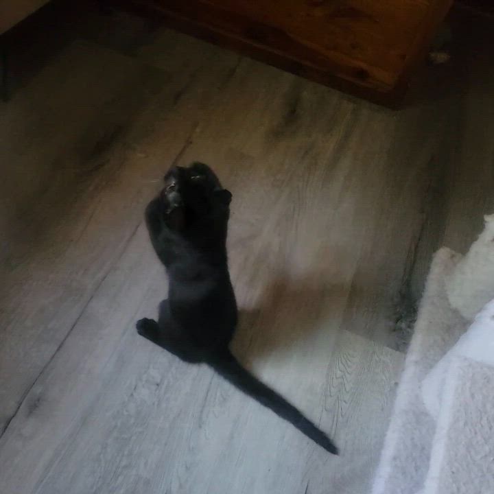 Enlarge Mabel, a Adoptable Domestic Short Hair in East Amherst, NY video 3/6