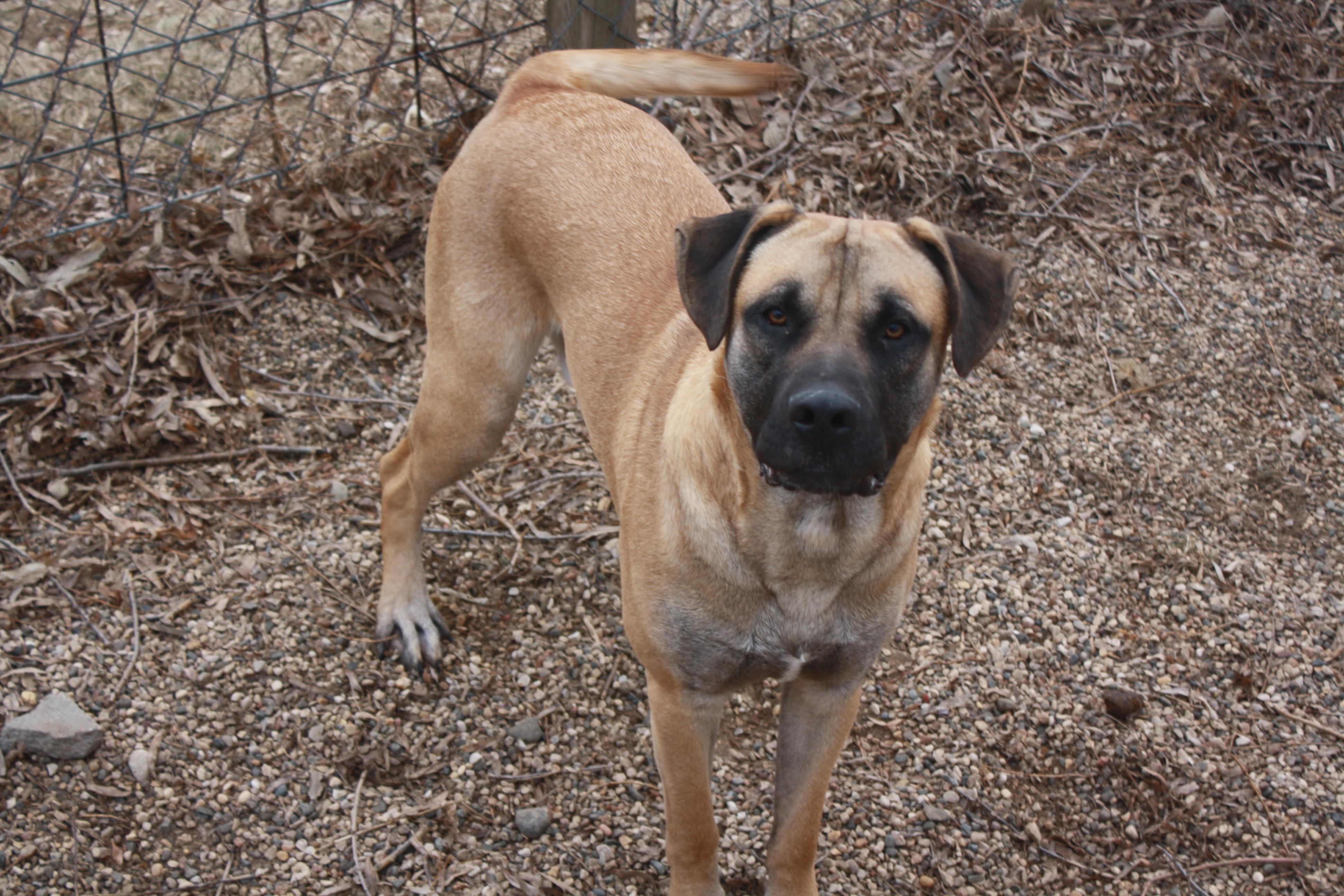 Enlarge Leroy, a ADOPTABLE mixed breed in Rockwell City, IA image 1/1
