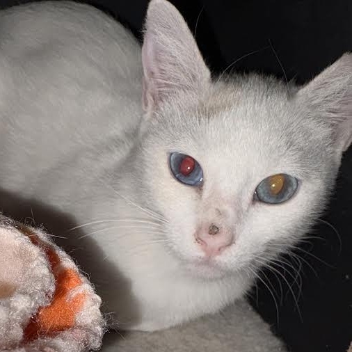 Louise, Adoptable, Young Female Domestic Short Hair.