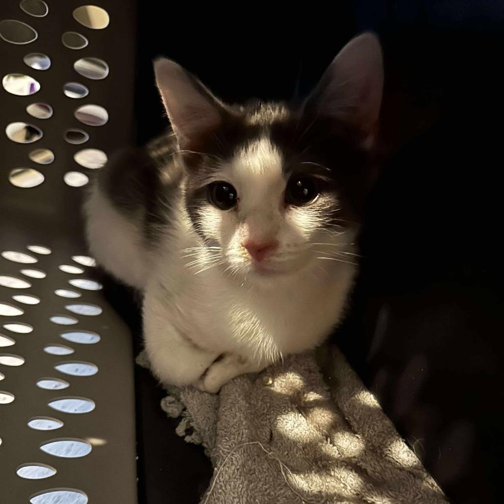 Enlarge Dip Estes, a Adoptable Domestic Short Hair in Eagle Mountain, UT image 1/1