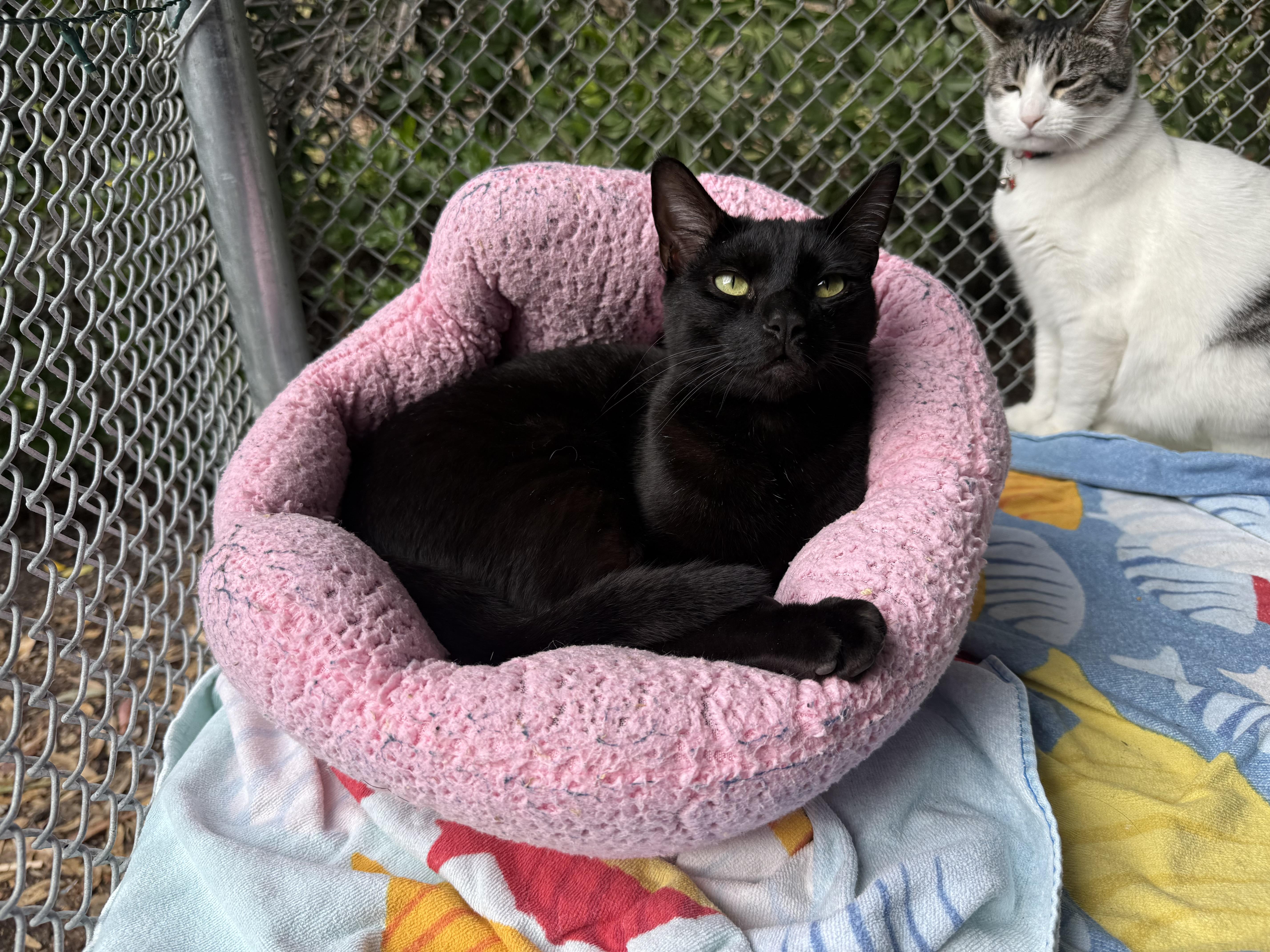 Enlarge Jiji, a Adoptable Domestic Short Hair in San Luis Obispo, CA image 3/4