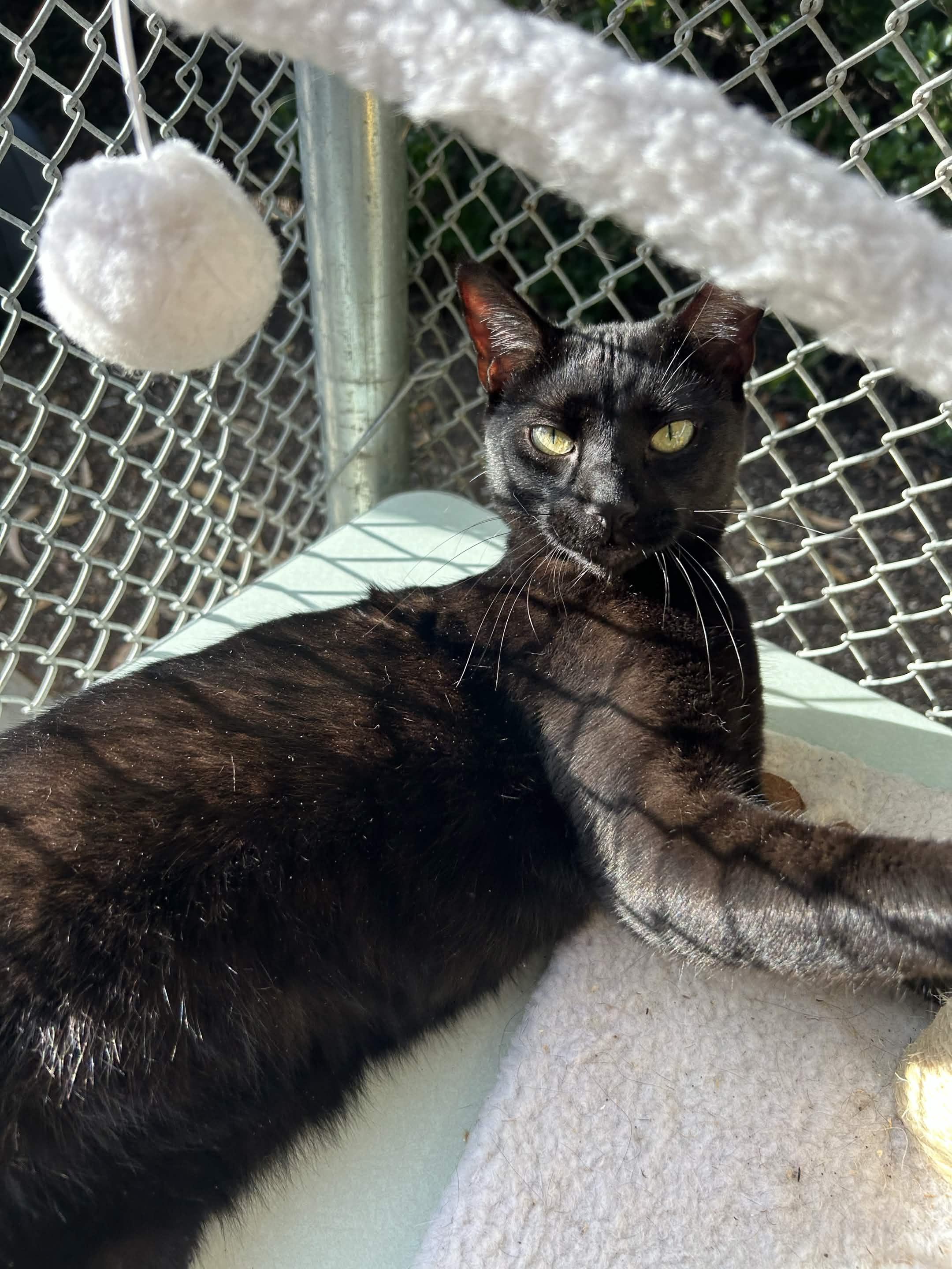 Enlarge Jiji, a Adoptable Domestic Short Hair in San Luis Obispo, CA image 4/4