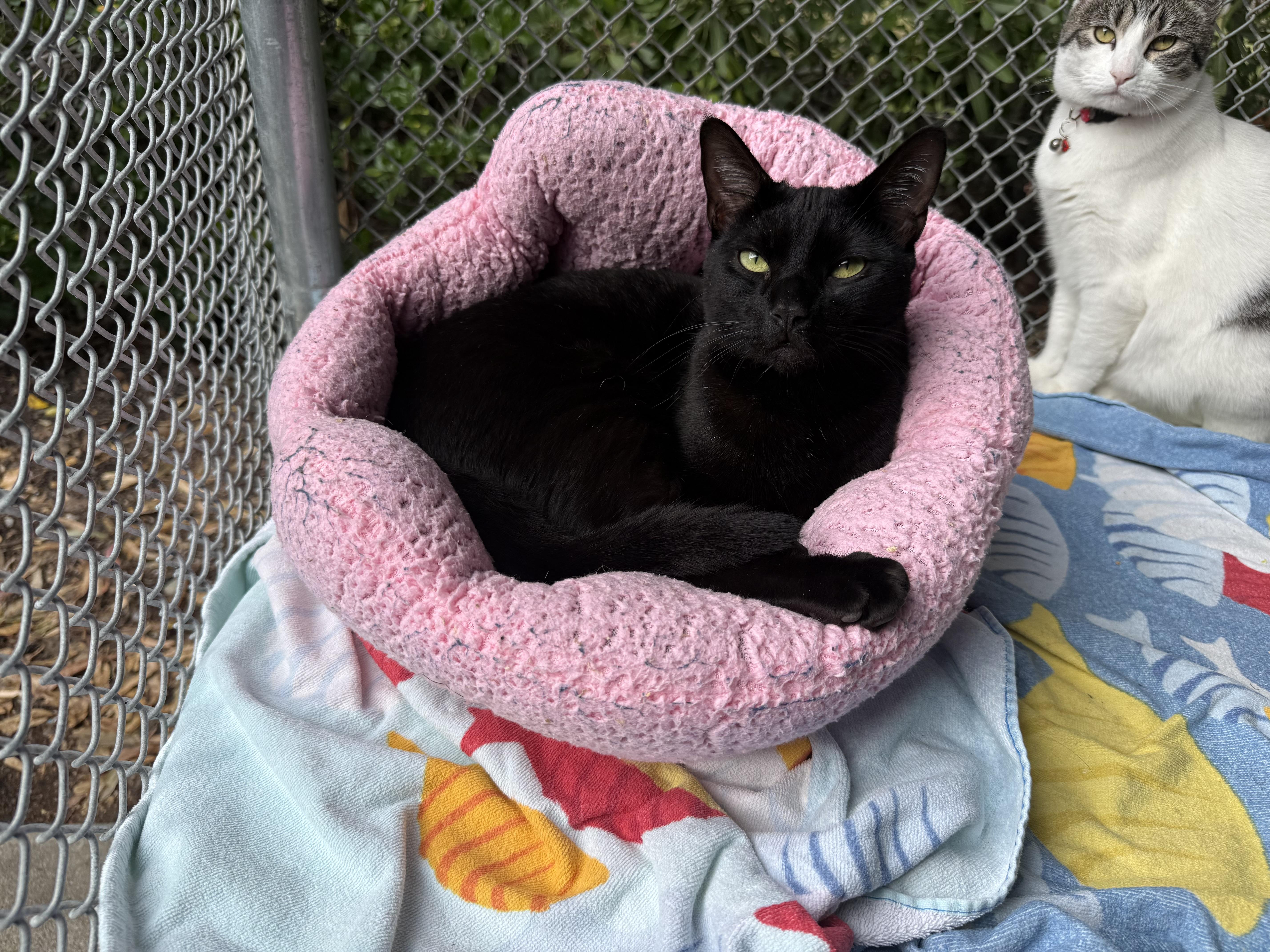 Jiji, Adoptable, Young Male Domestic Short Hair.