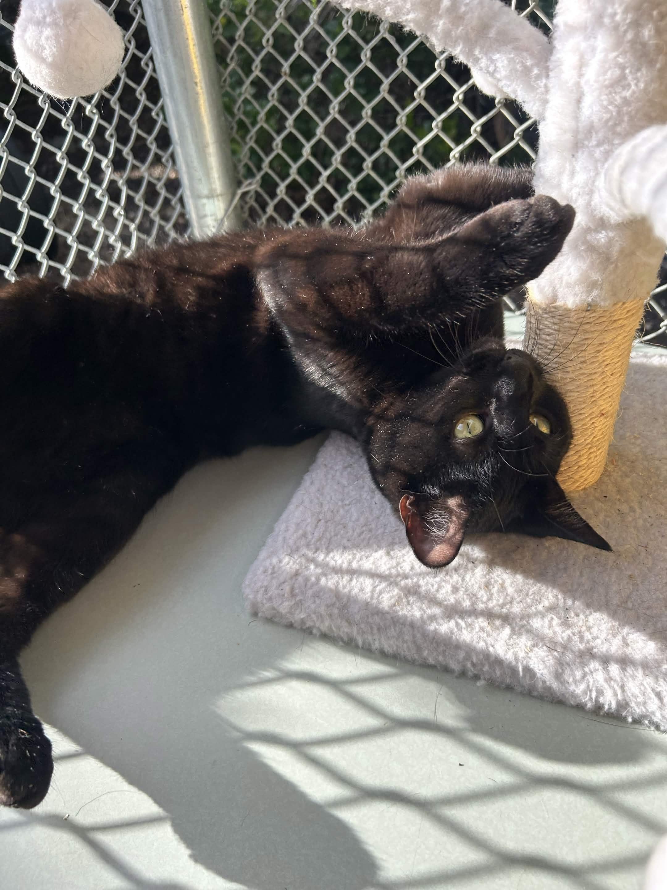 Enlarge Jiji, a Adoptable Domestic Short Hair in San Luis Obispo, CA image 2/4
