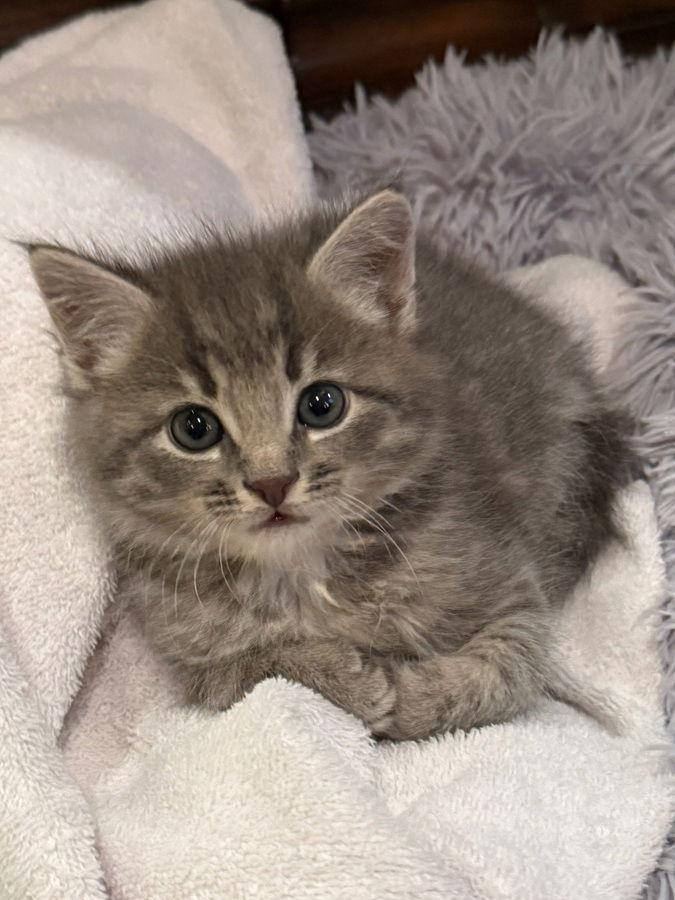 Teddy, Adopted, Kitten Male Domestic Medium Hair.