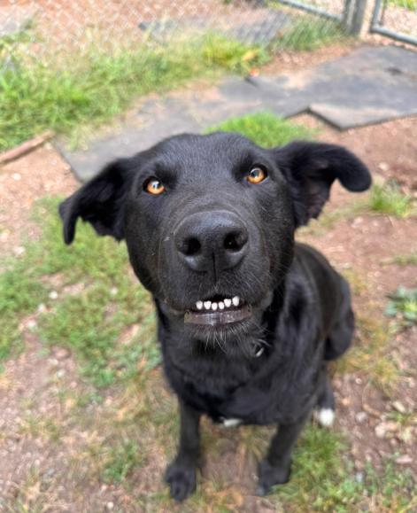 Cherry, an adoptable mixed breed in Vancouver, BC image 3/5