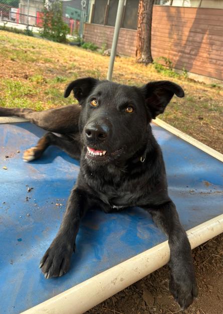 Cherry, an adoptable mixed breed in Vancouver, BC image 1/5