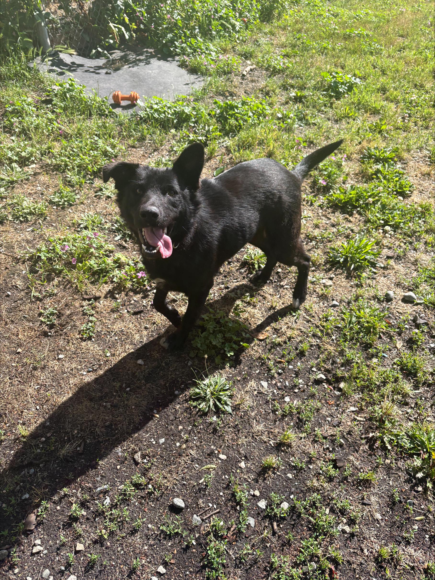 Cherry, adoptable, Young Female Border Collie & Black Labrador Retriever.