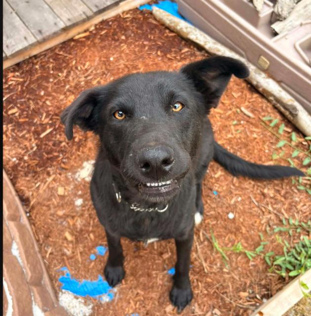 Enlarge Cherry, a Adoptable mixed breed in Vancouver, BC image 5/6