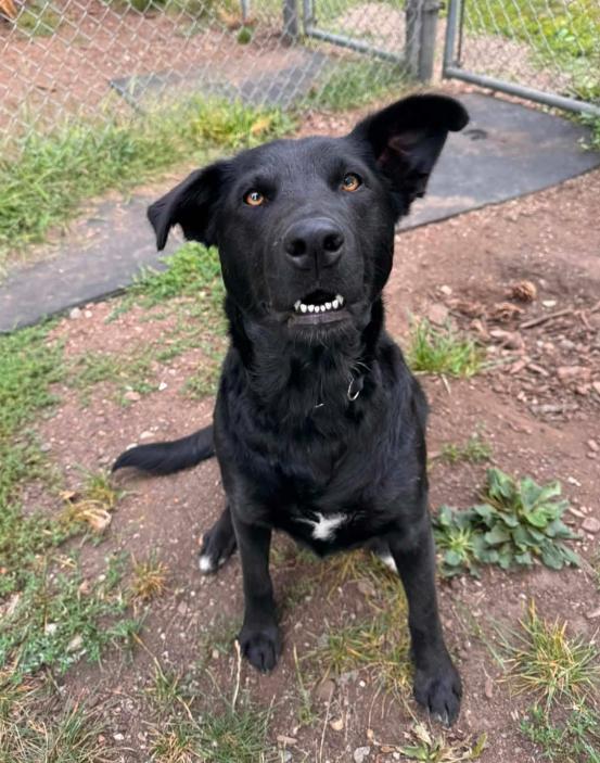 Cherry, Adoptable, Young Female Border Collie & Black Labrador Retriever.