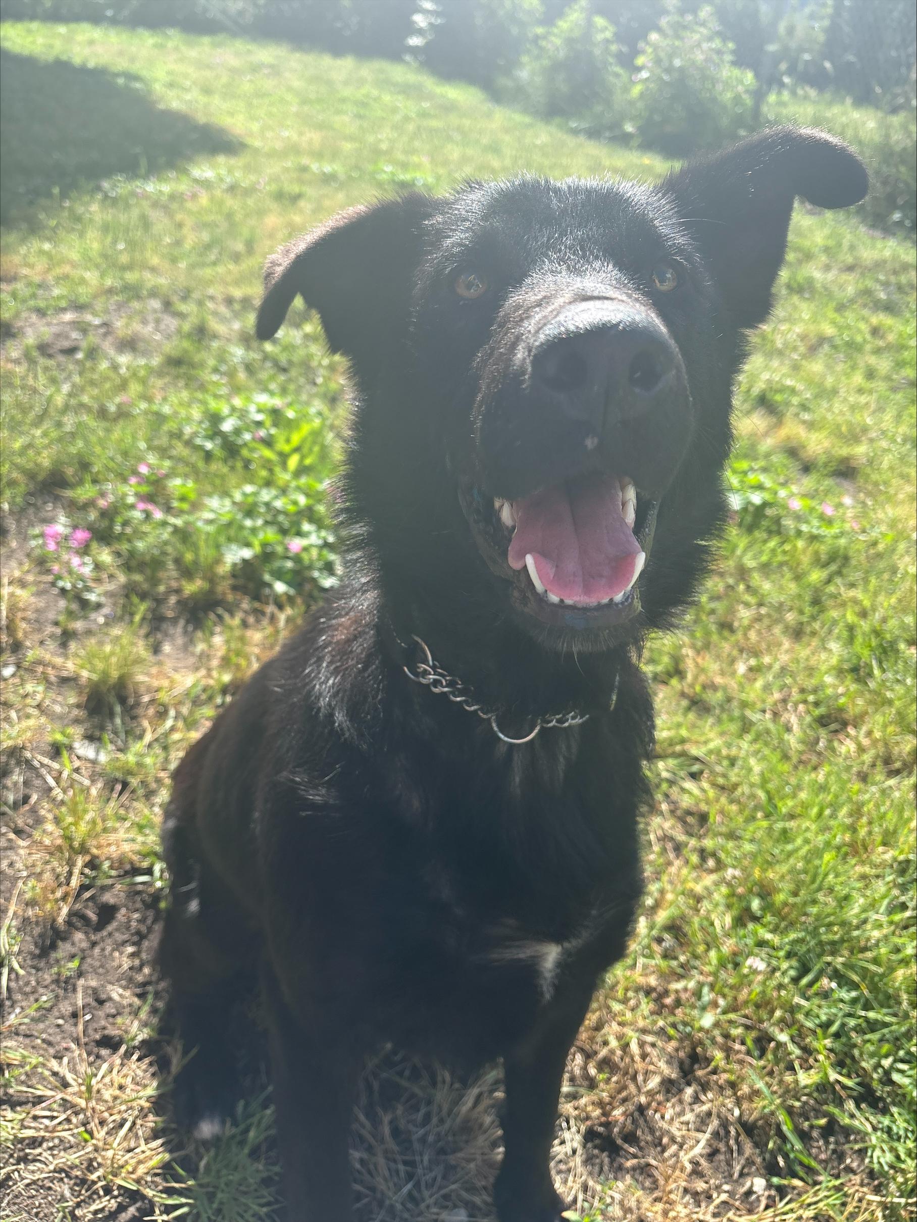 Cherry, an adoptable mixed breed in Vancouver, BC image 4/4