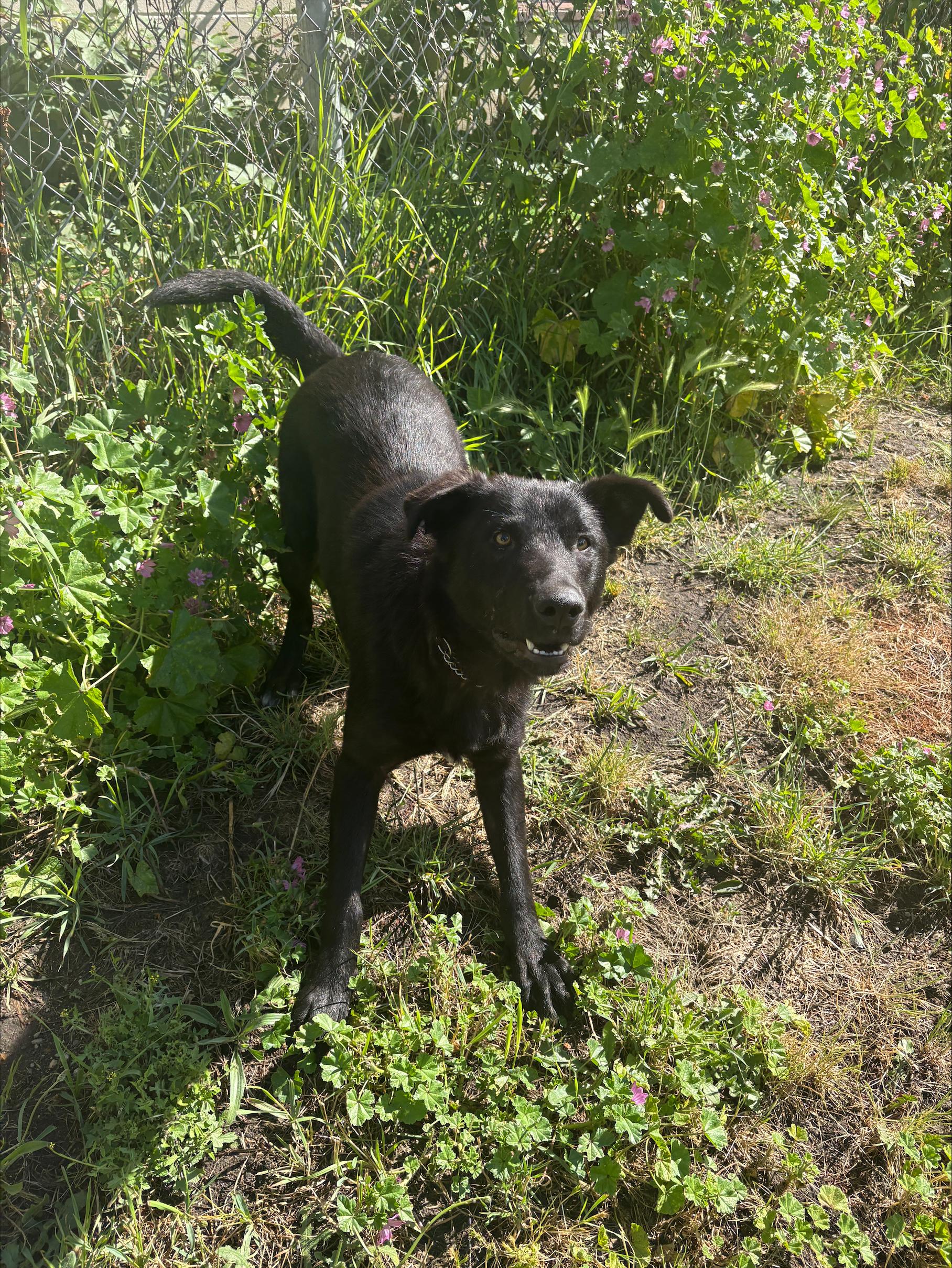 Cherry, an adoptable mixed breed in Vancouver, BC image 3/4