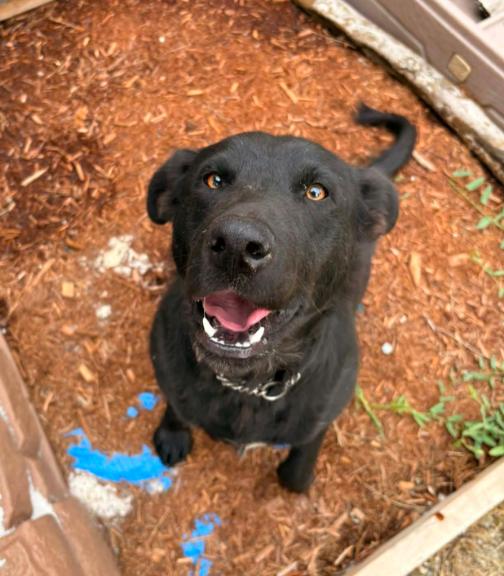 Enlarge Cherry, a Adoptable mixed breed in Vancouver, BC image 3/6