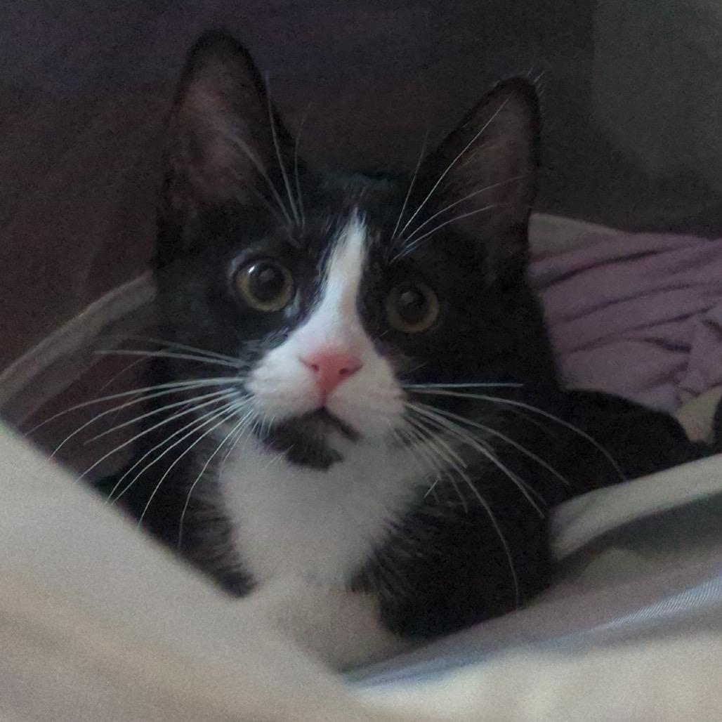 Hanoi, Adoptable, Young Female Domestic Short Hair.