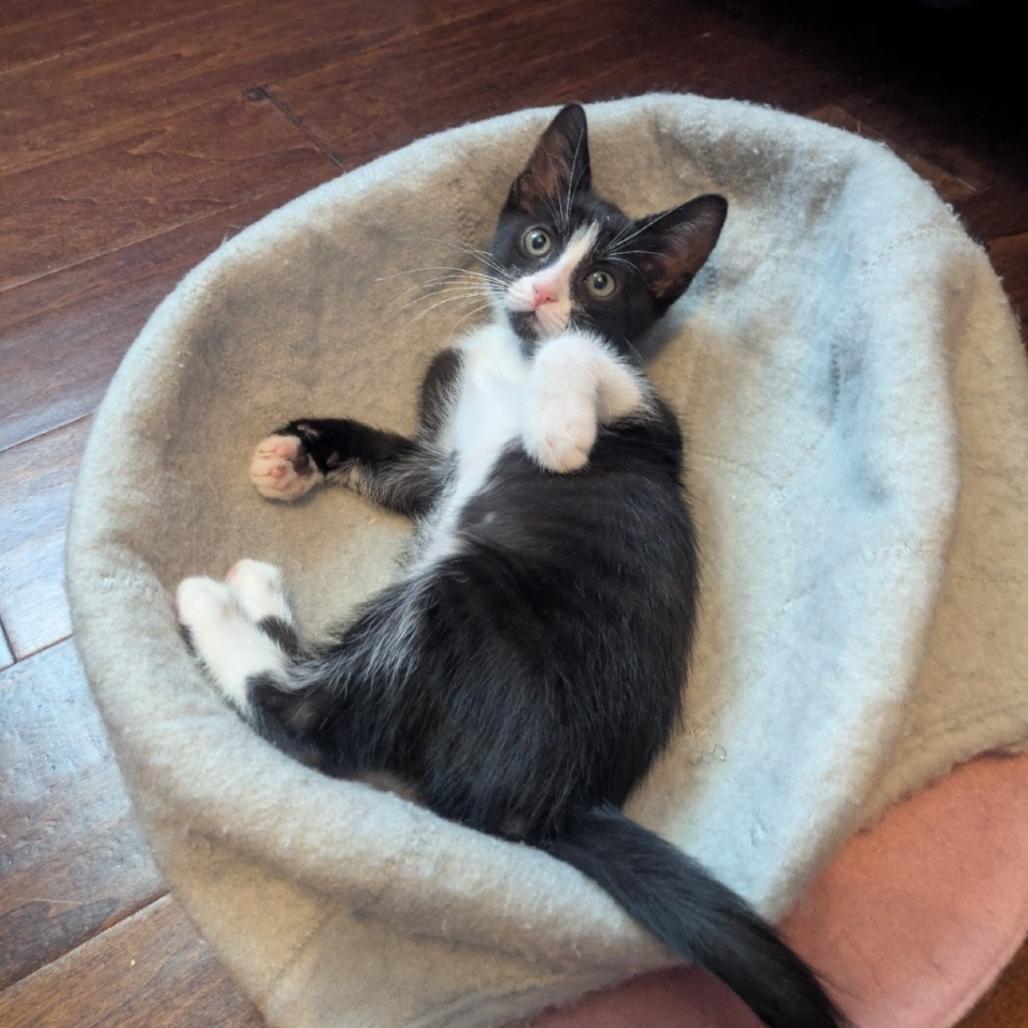 Enlarge Hanoi, a Adoptable Domestic Short Hair in Westminster, CA image 2/2