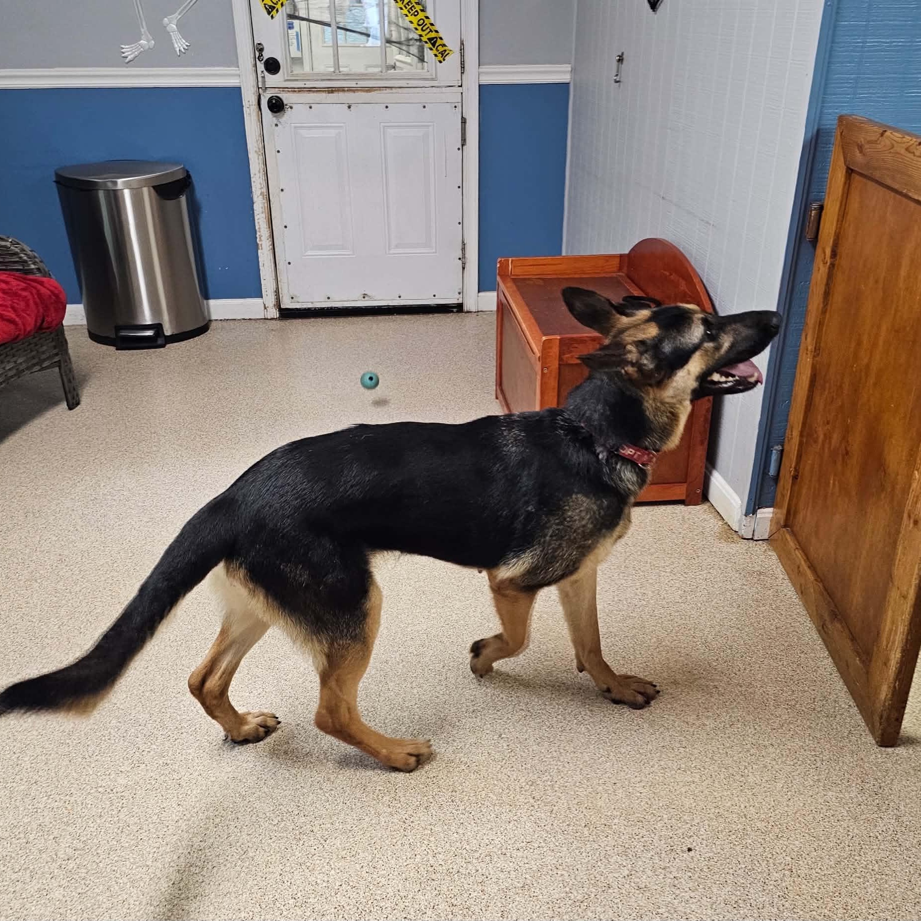 Enlarge Twizzler, a Adopted German Shepherd Dog in Sunderland, MD image 3/5