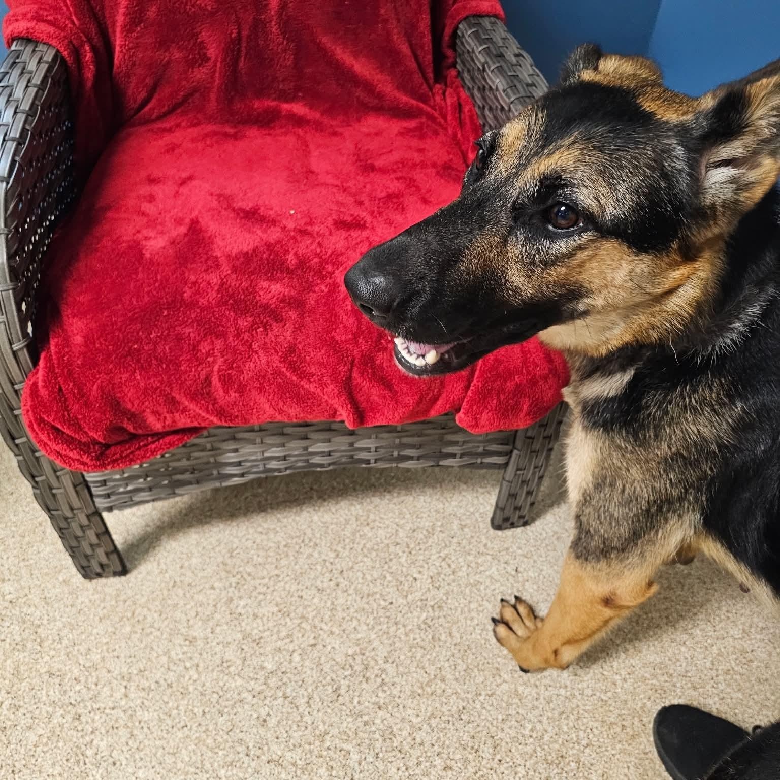 Enlarge Twizzler, a Adopted German Shepherd Dog in Sunderland, MD image 5/5