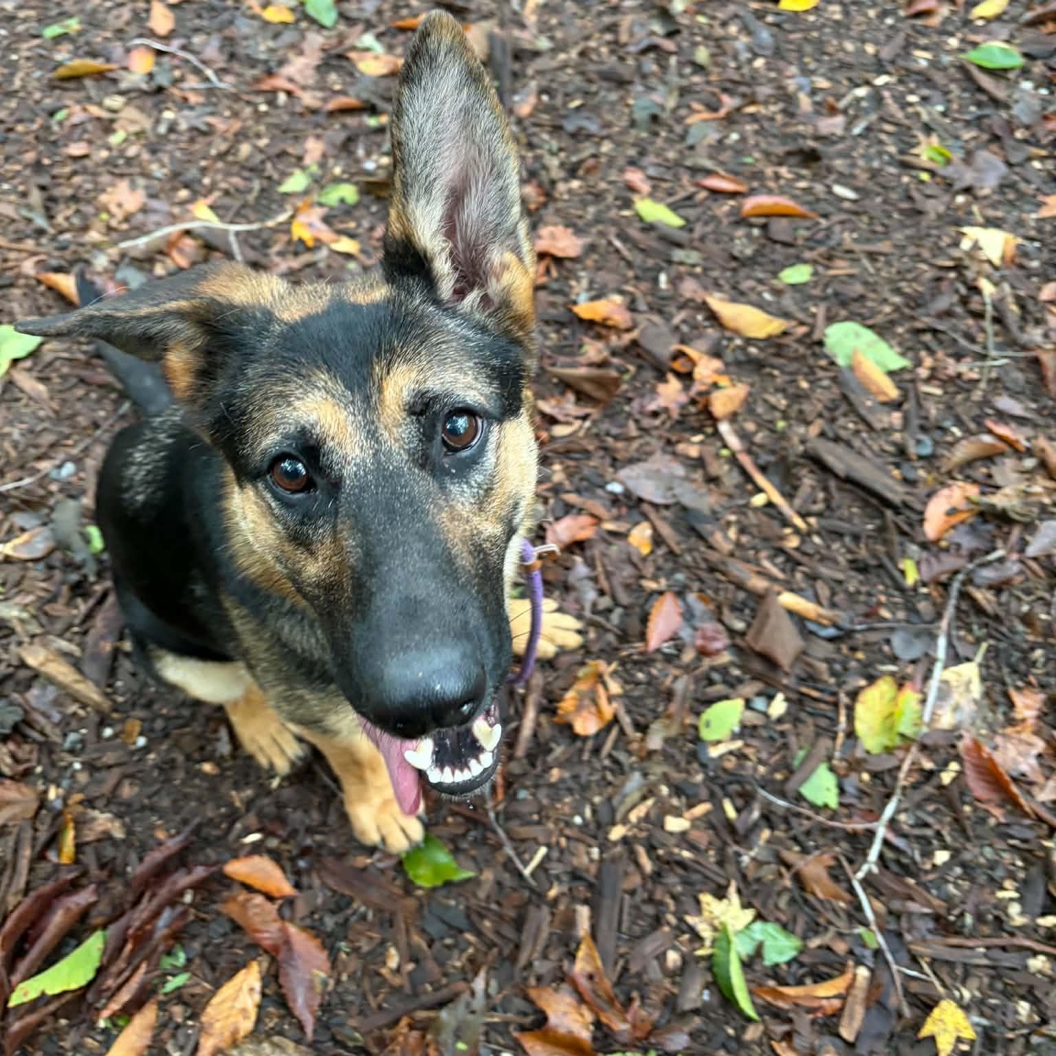 Enlarge Twizzler, a Adopted German Shepherd Dog in Sunderland, MD image 2/5
