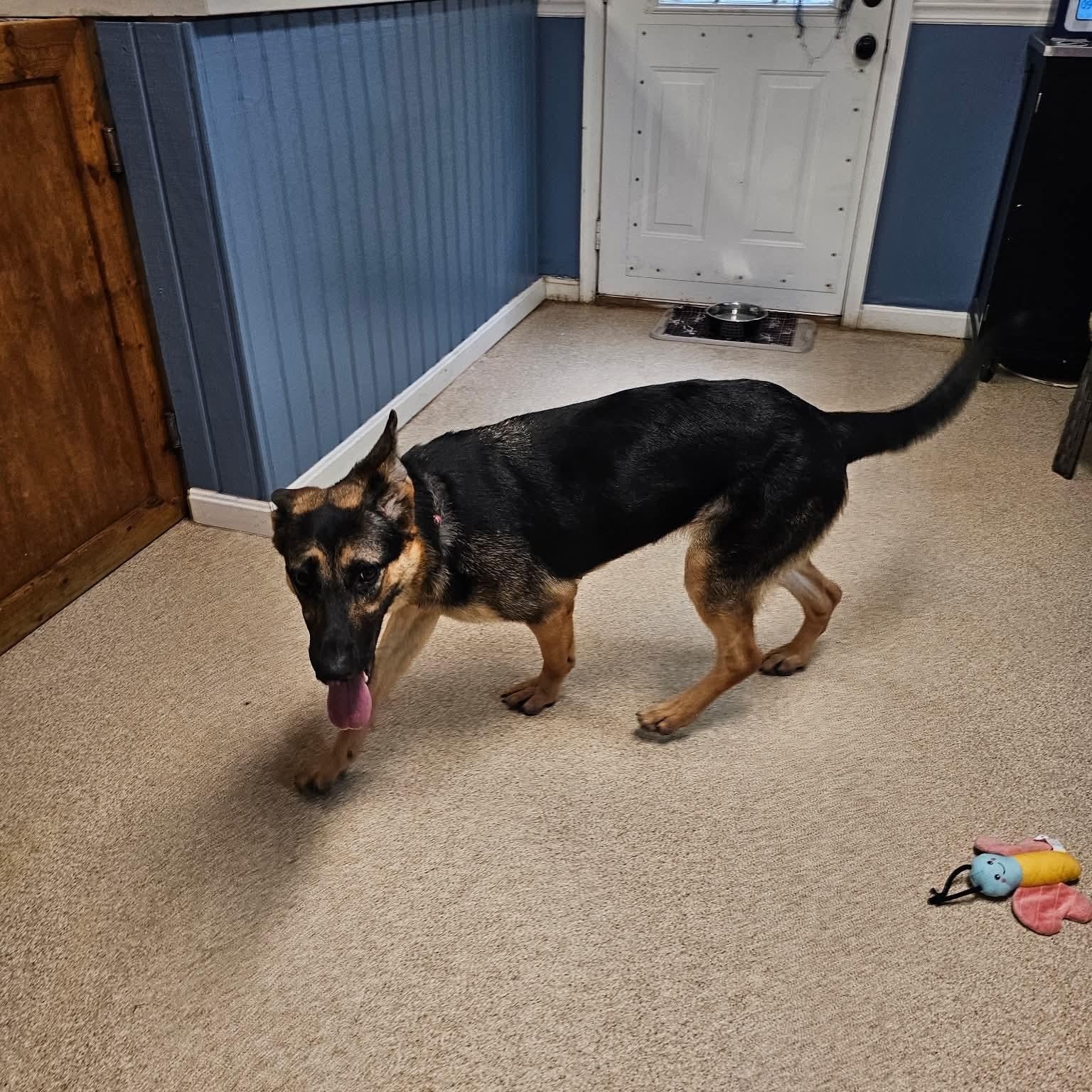 Enlarge Twizzler, a Adopted German Shepherd Dog in Sunderland, MD image 4/5