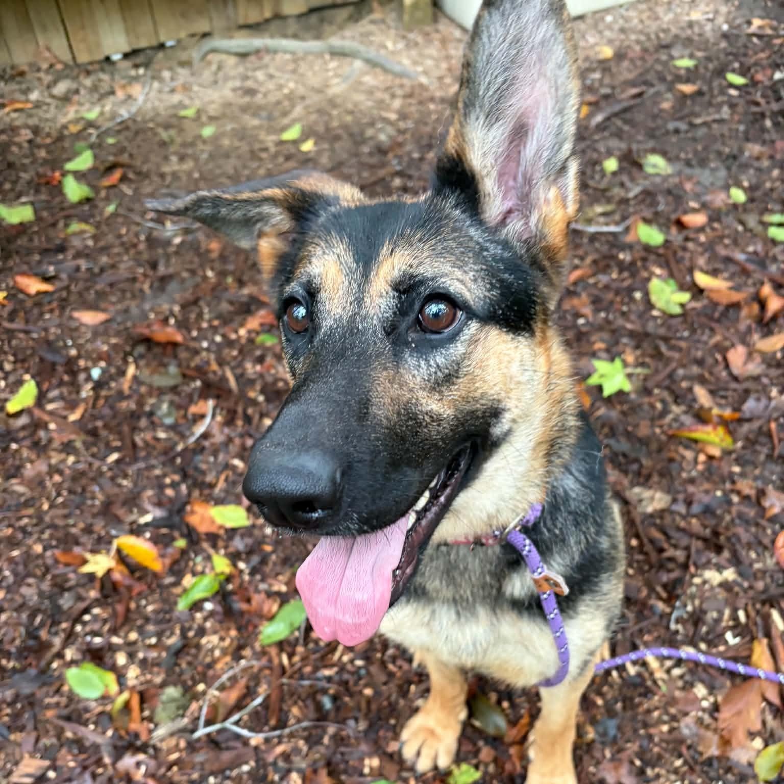 Twizzler, Adopted, Young Female German Shepherd Dog.