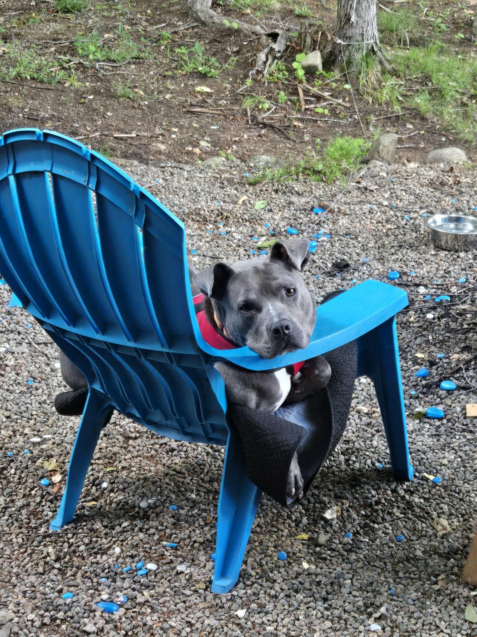 Enlarge Opie, a Adoptable mixed breed in Granby, CT image 6/6