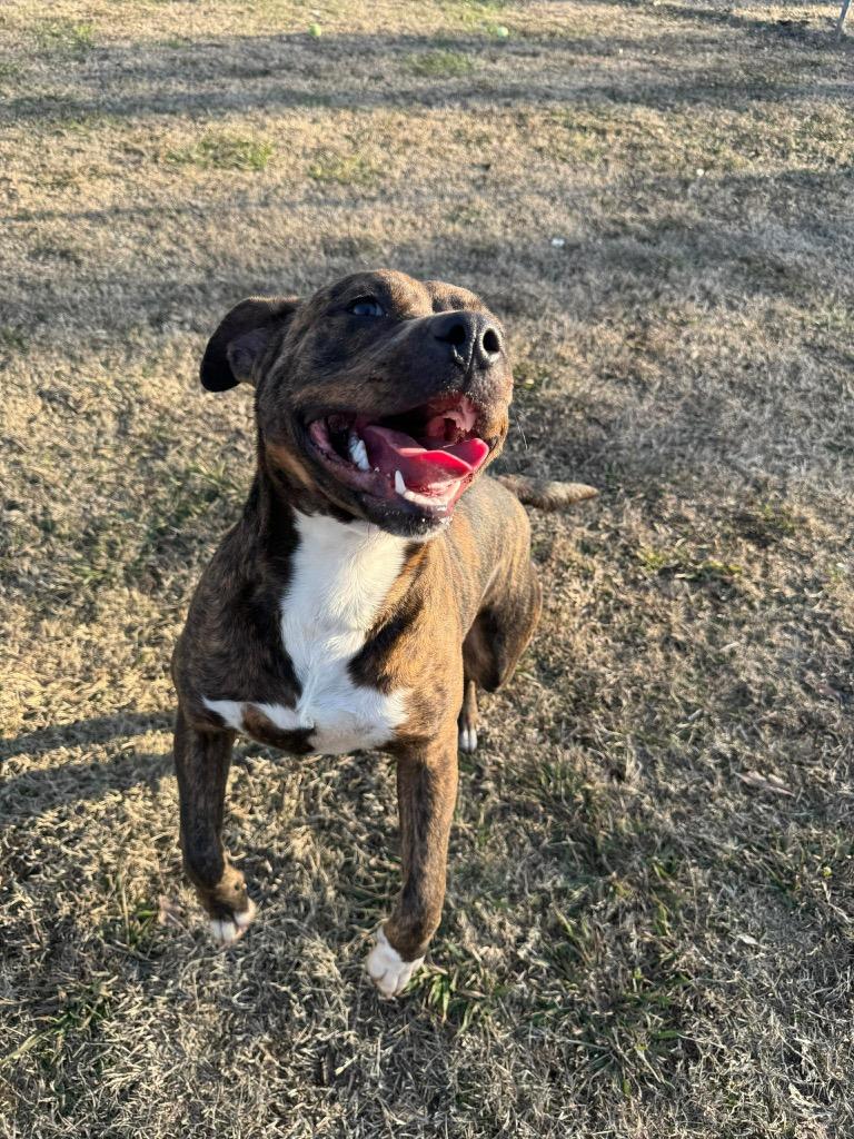 Enlarge Lavender, a Adoptable Pit Bull Terrier in Ada, OK image 1/5