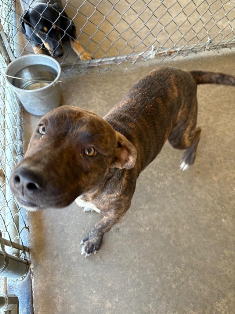 Enlarge Lavender, a Adoptable Pit Bull Terrier in Ada, OK image 2/5