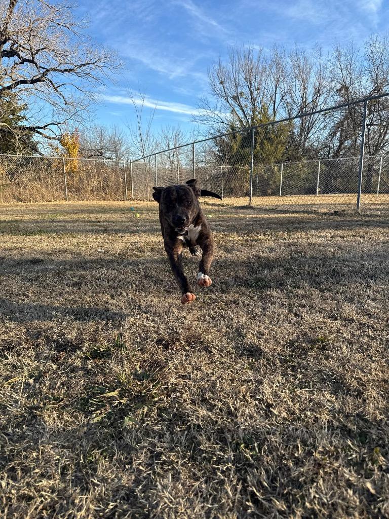 Enlarge Lavender, a Adoptable Pit Bull Terrier in Ada, OK image 4/5