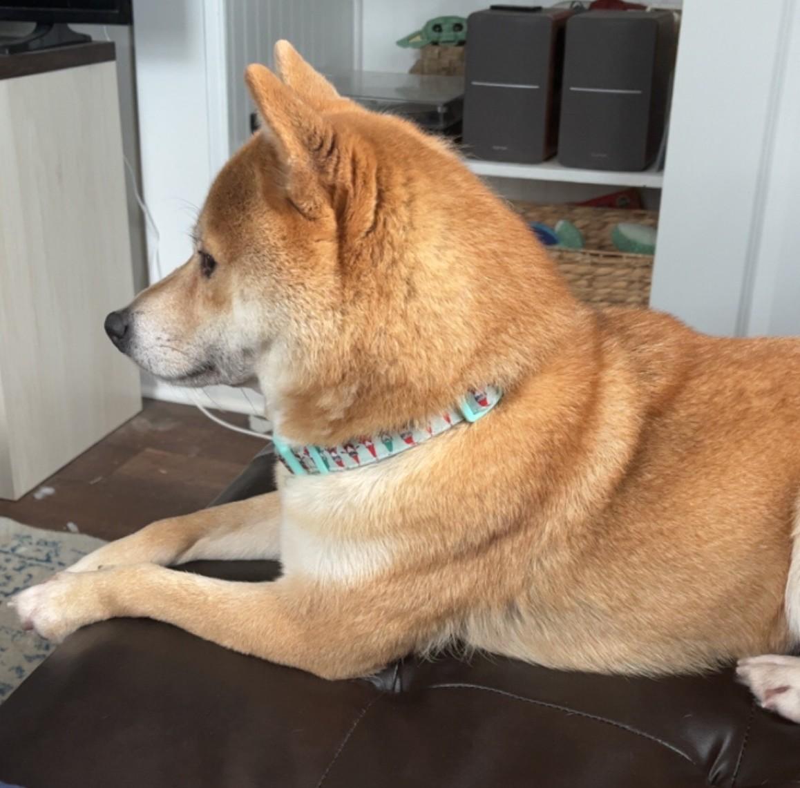 Enlarge ARIA, an adopted Shiba Inu in Rochester, NY image 2/5