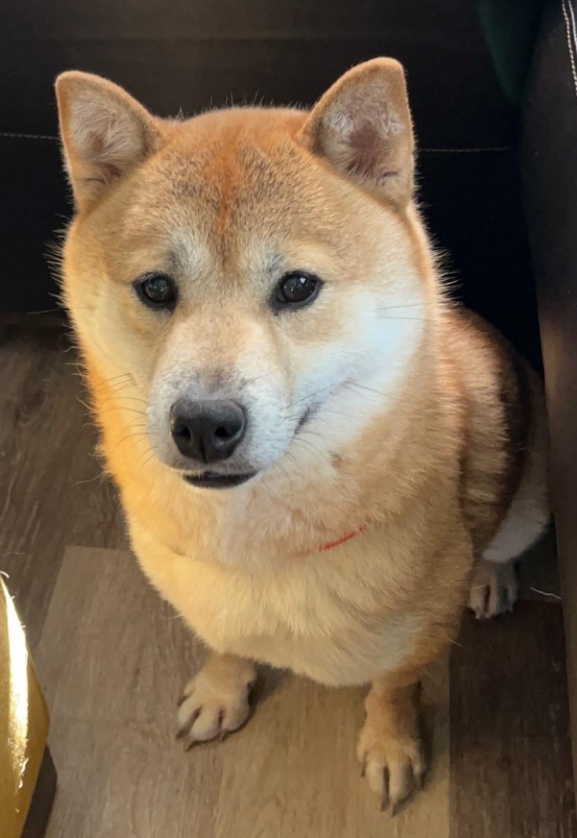Enlarge ARIA, an adopted Shiba Inu in Rochester, NY image 5/5