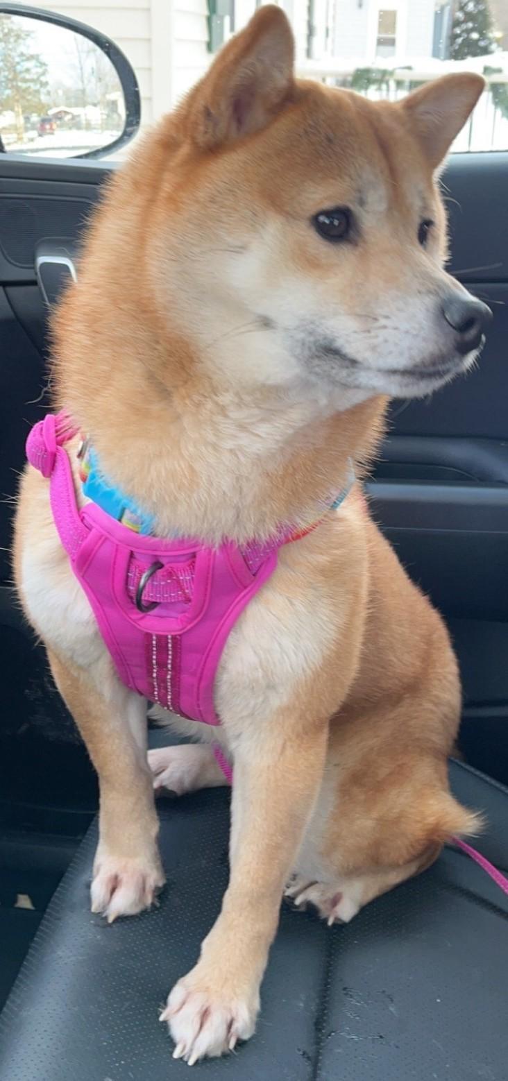 ARIA