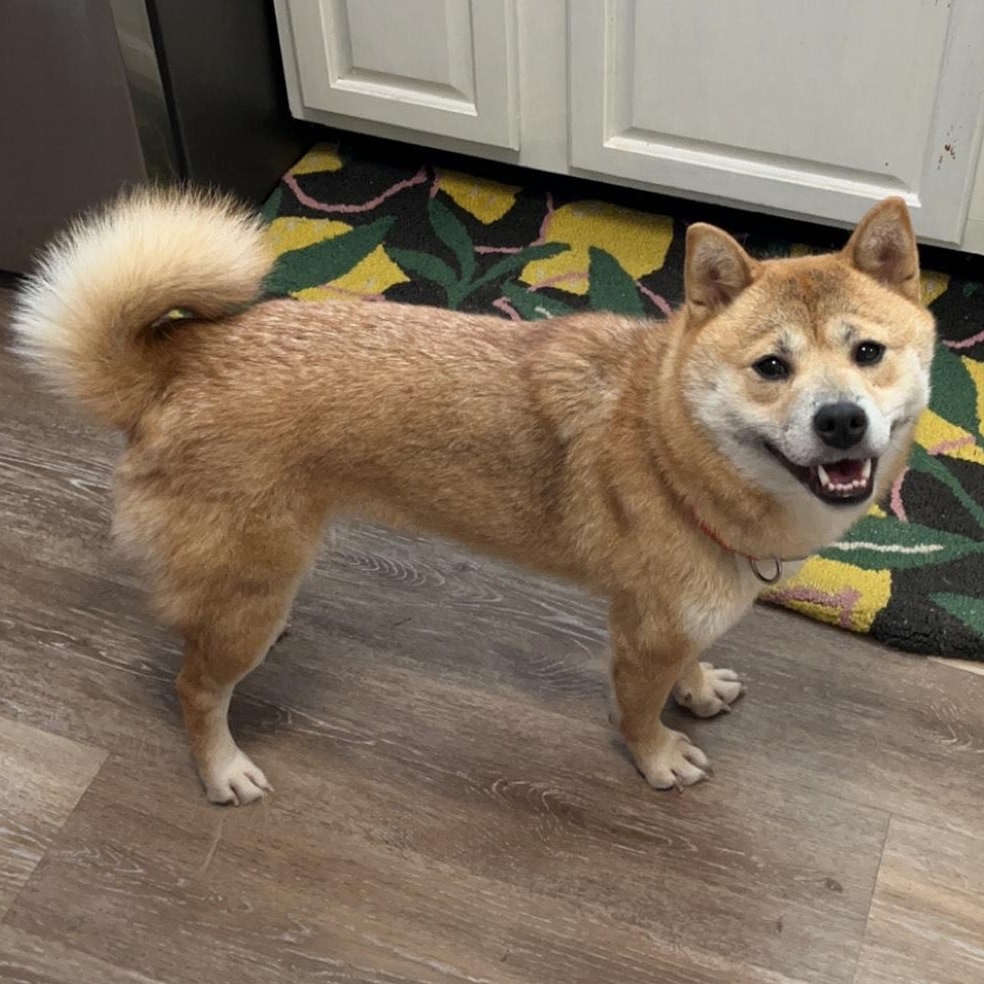 ARIA, adopted, Adult Female Shiba Inu.