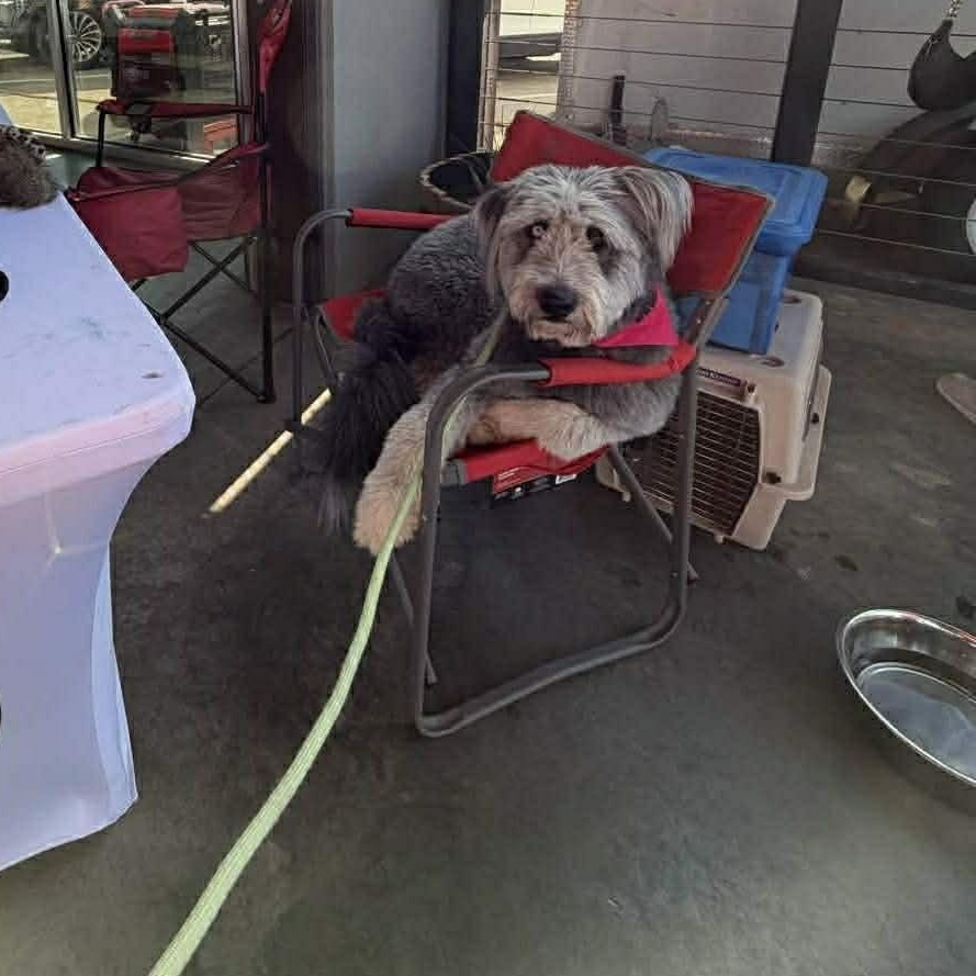 Misha, ADOPTABLE, Young Female Sheepadoodle.