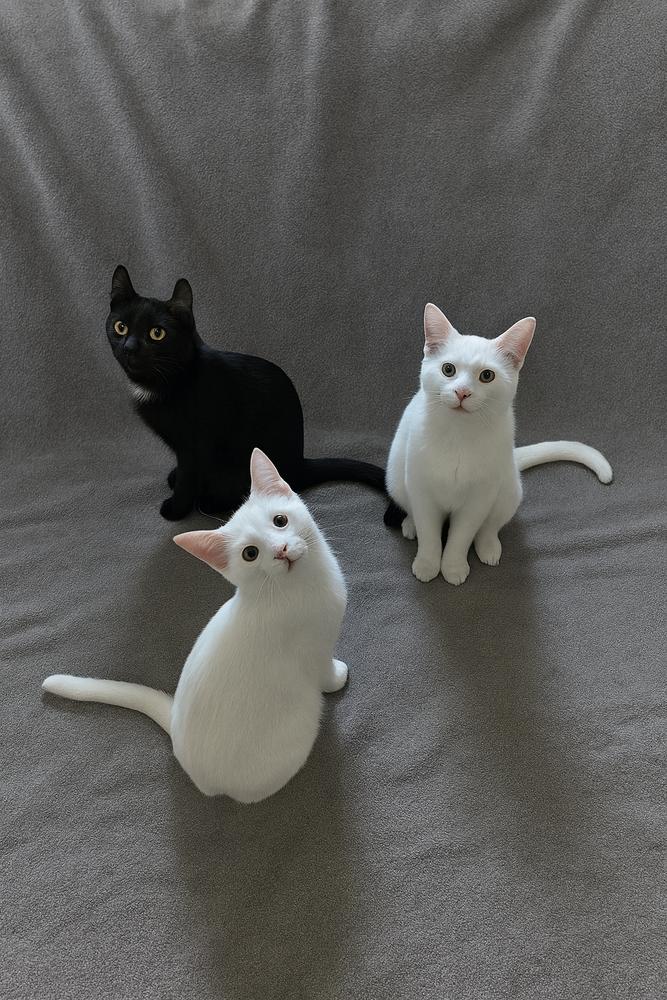 Marshmallow thumbnail 2