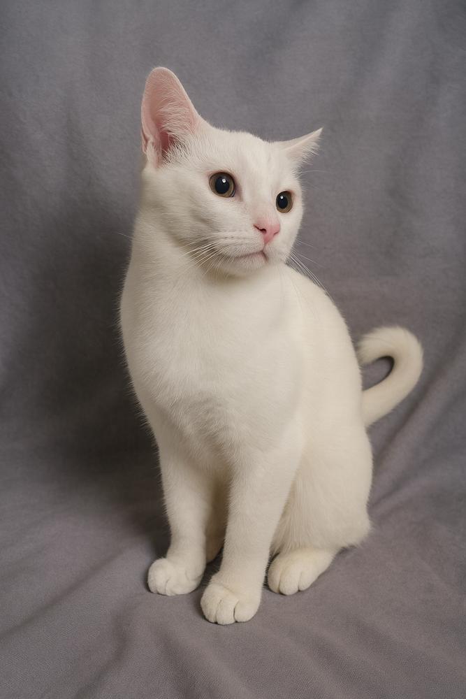 Marshmallow thumbnail 3