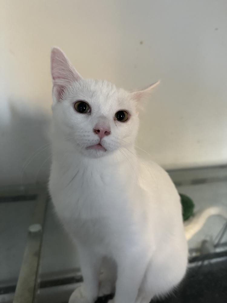 Marshmallow thumbnail 4