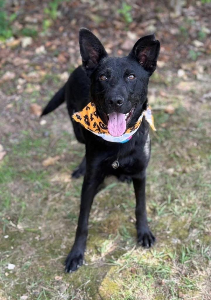 Koda, Adoptable, Young Male Mixed Breed.