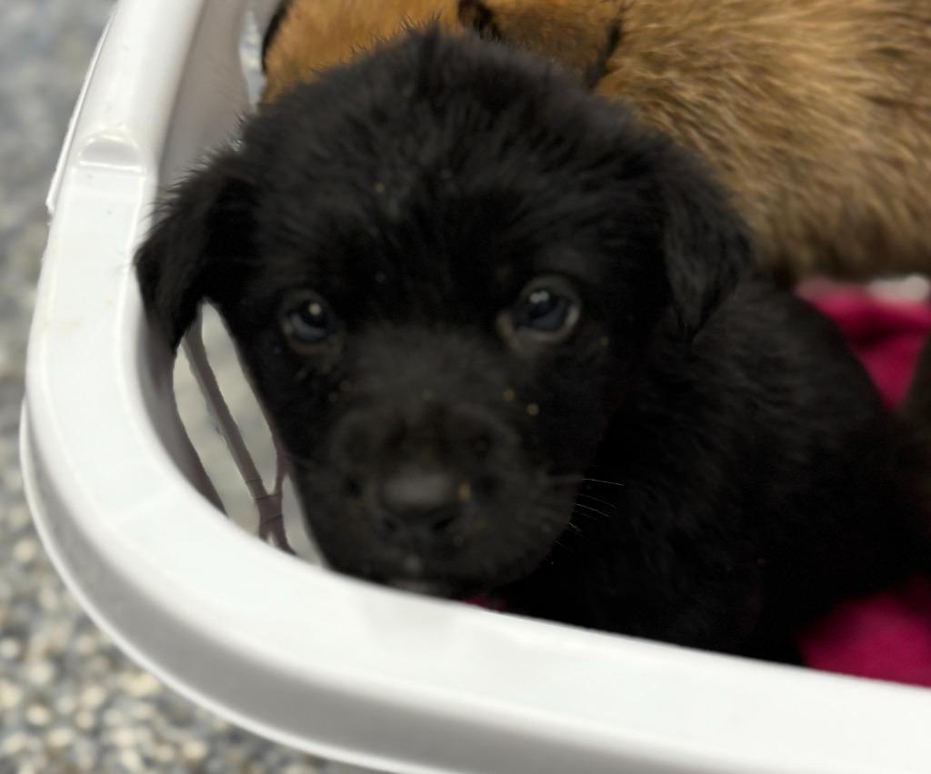 Koda, Adoptable, Young Male Mixed Breed.