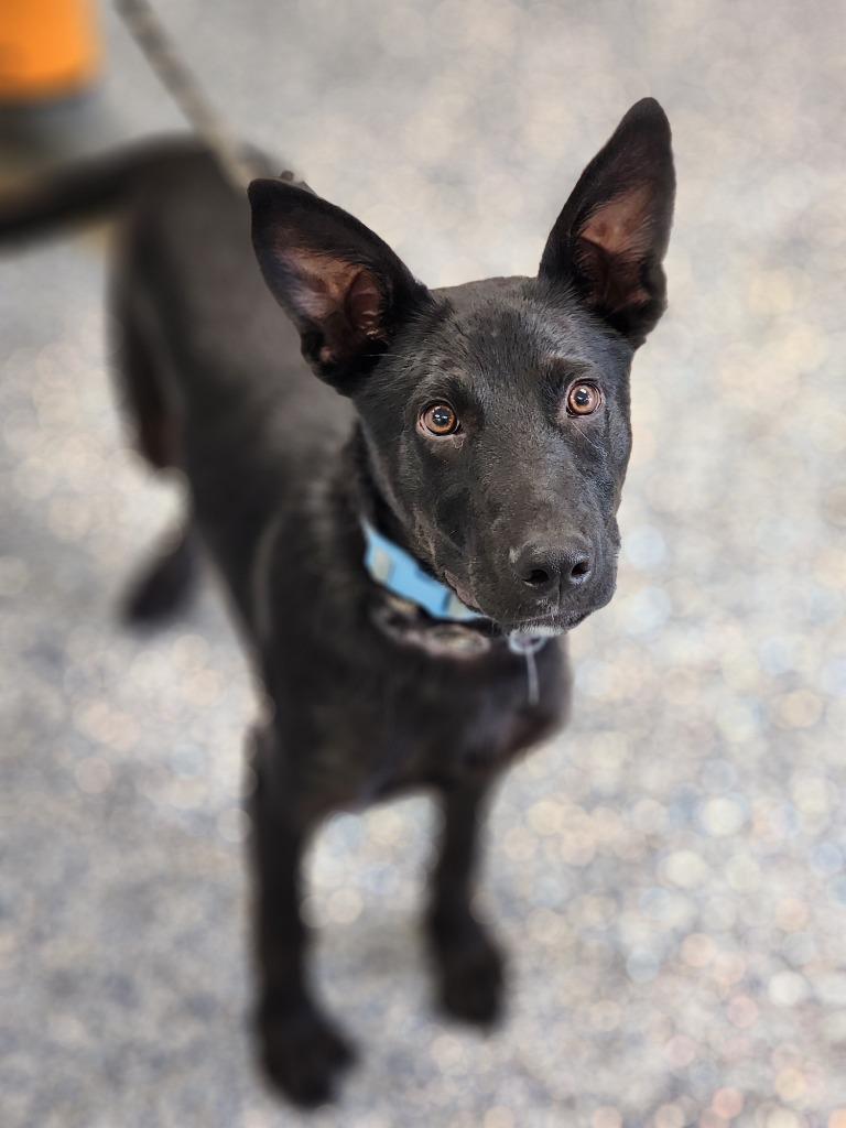 Koda, a Adoptable mixed breed in Carthage, MO image 2/3