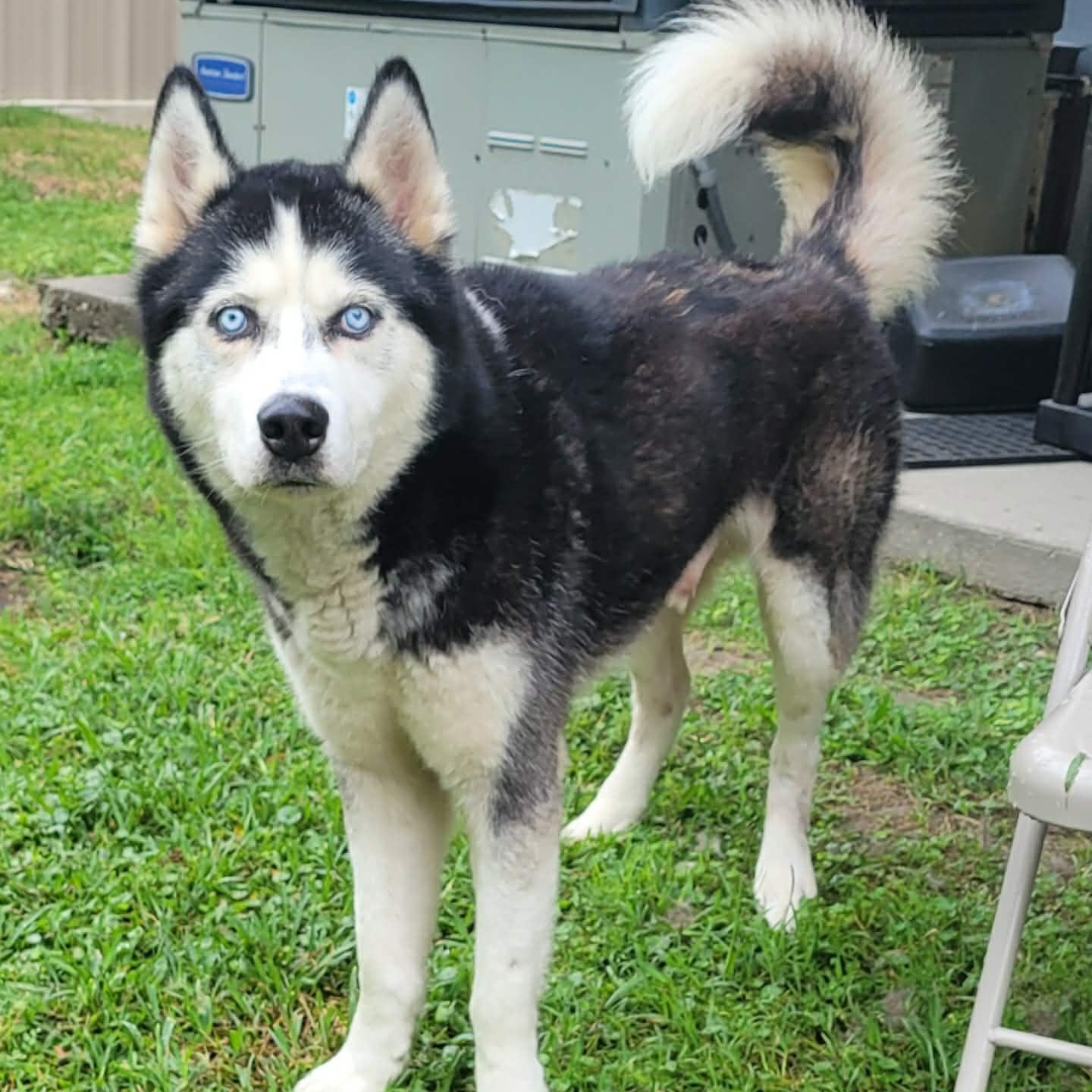 Enlarge Rocky, a ADOPTABLE Husky in Tylertown, MS image 2/2