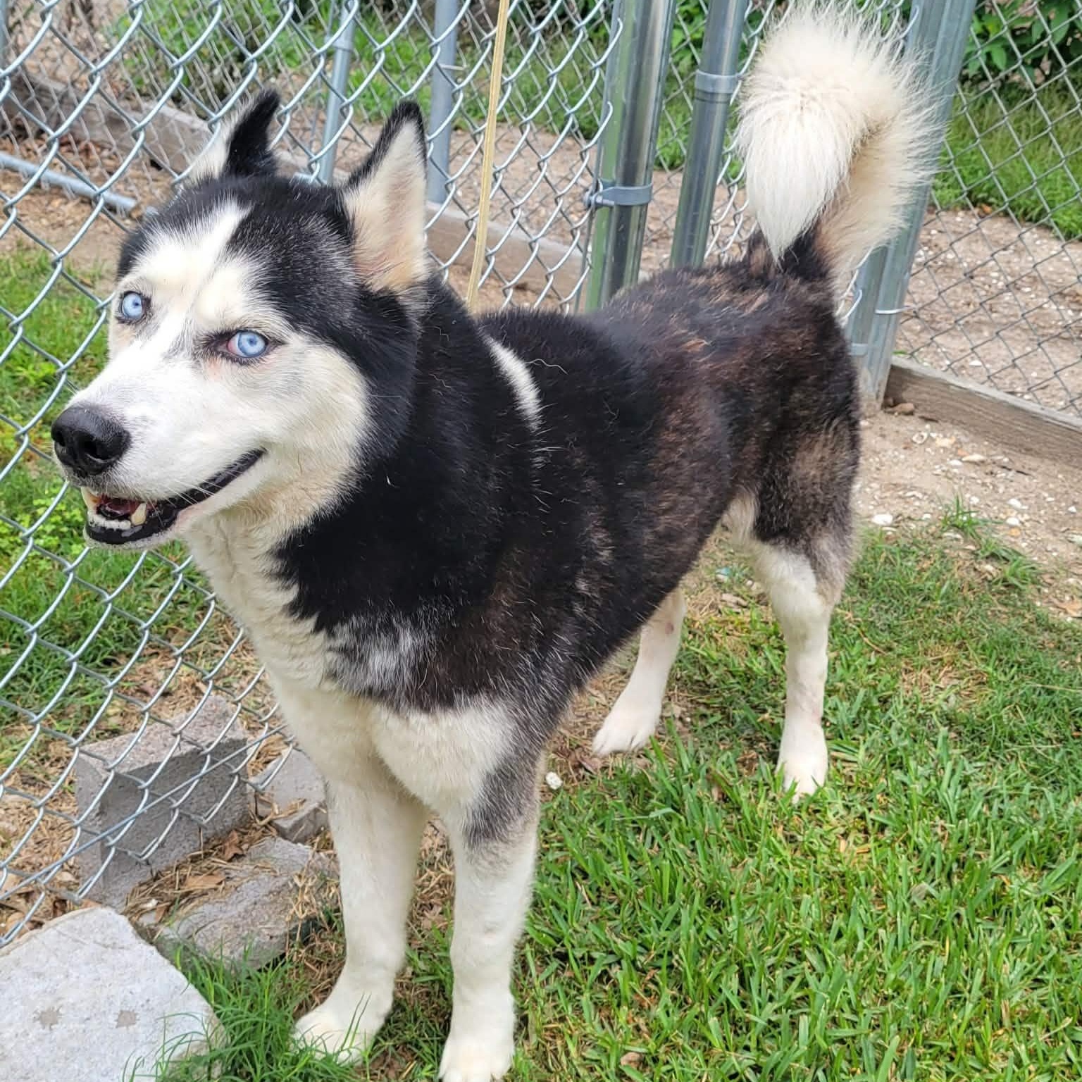 Enlarge Rocky, a ADOPTABLE Husky in Tylertown, MS image 1/2
