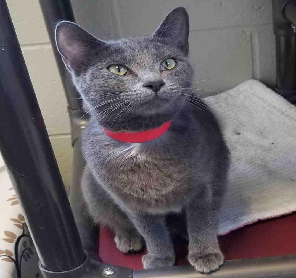 Enlarge POSH, a Adoptable Domestic Short Hair in Peoria, IL image 1/1