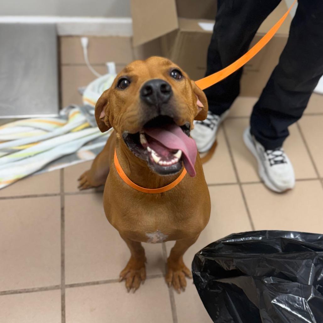 Charlie, Adoptable, Young Male Hound & Labrador Retriever.