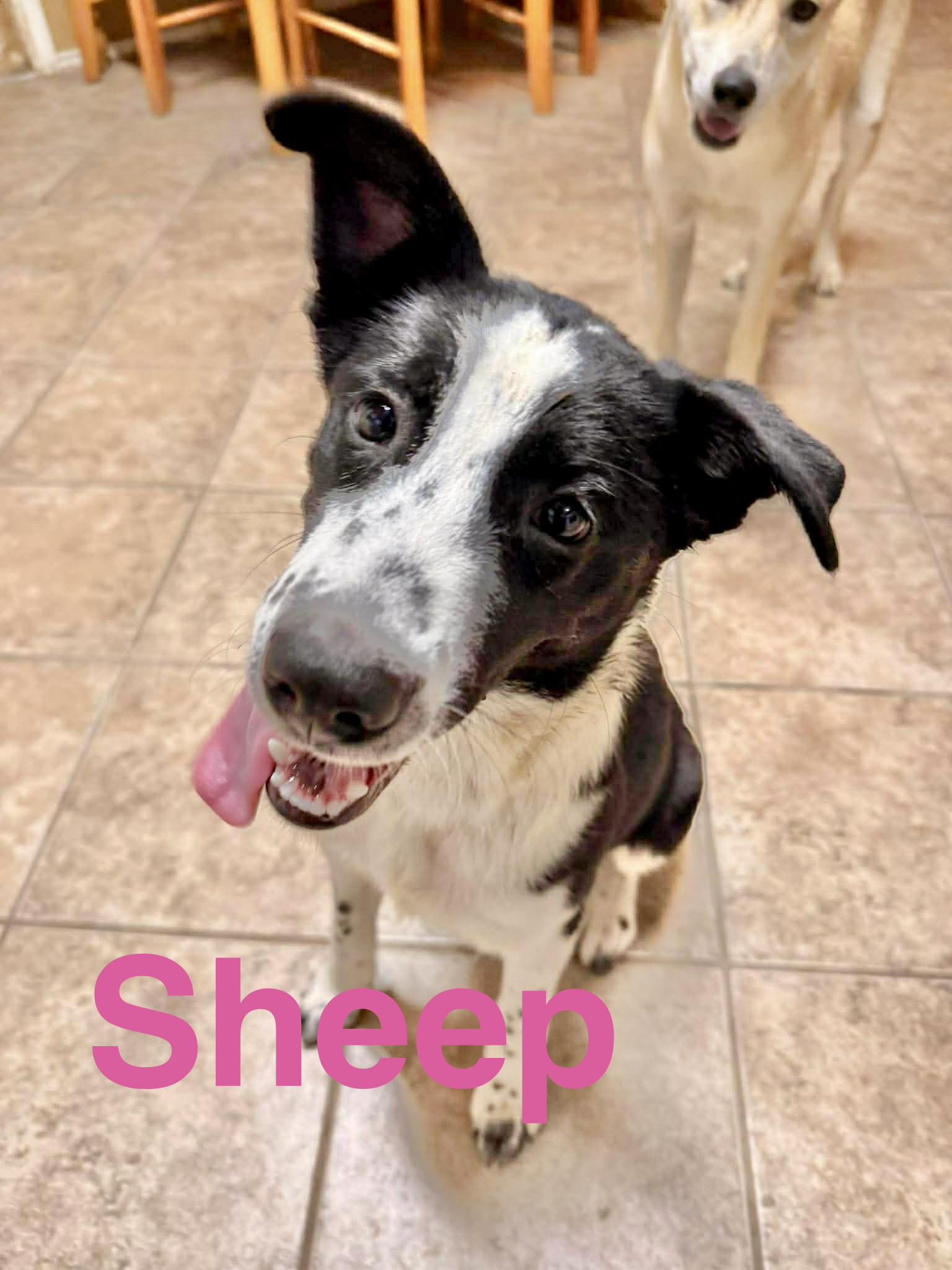 Sheep, Adoptable, Puppy Female Border Collie.