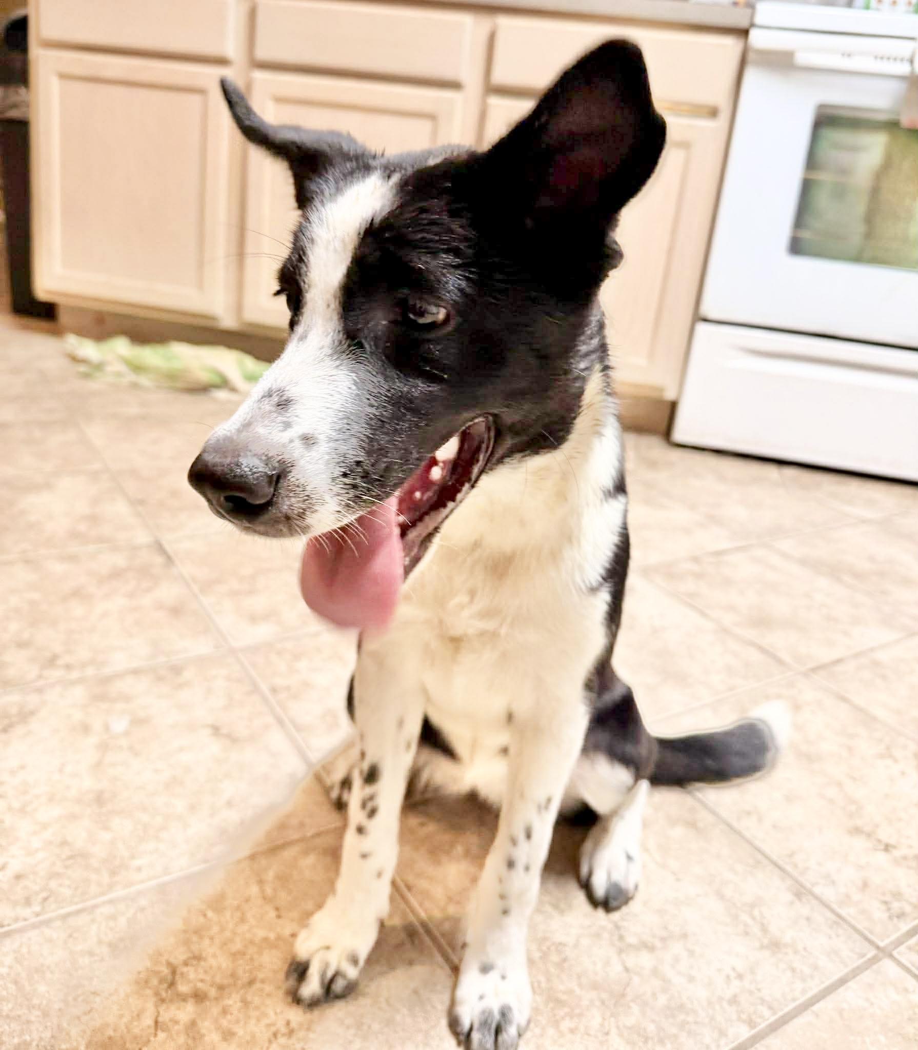 Enlarge Sheep, a Adoptable mixed breed in Pittsburgh, PA image 5/6