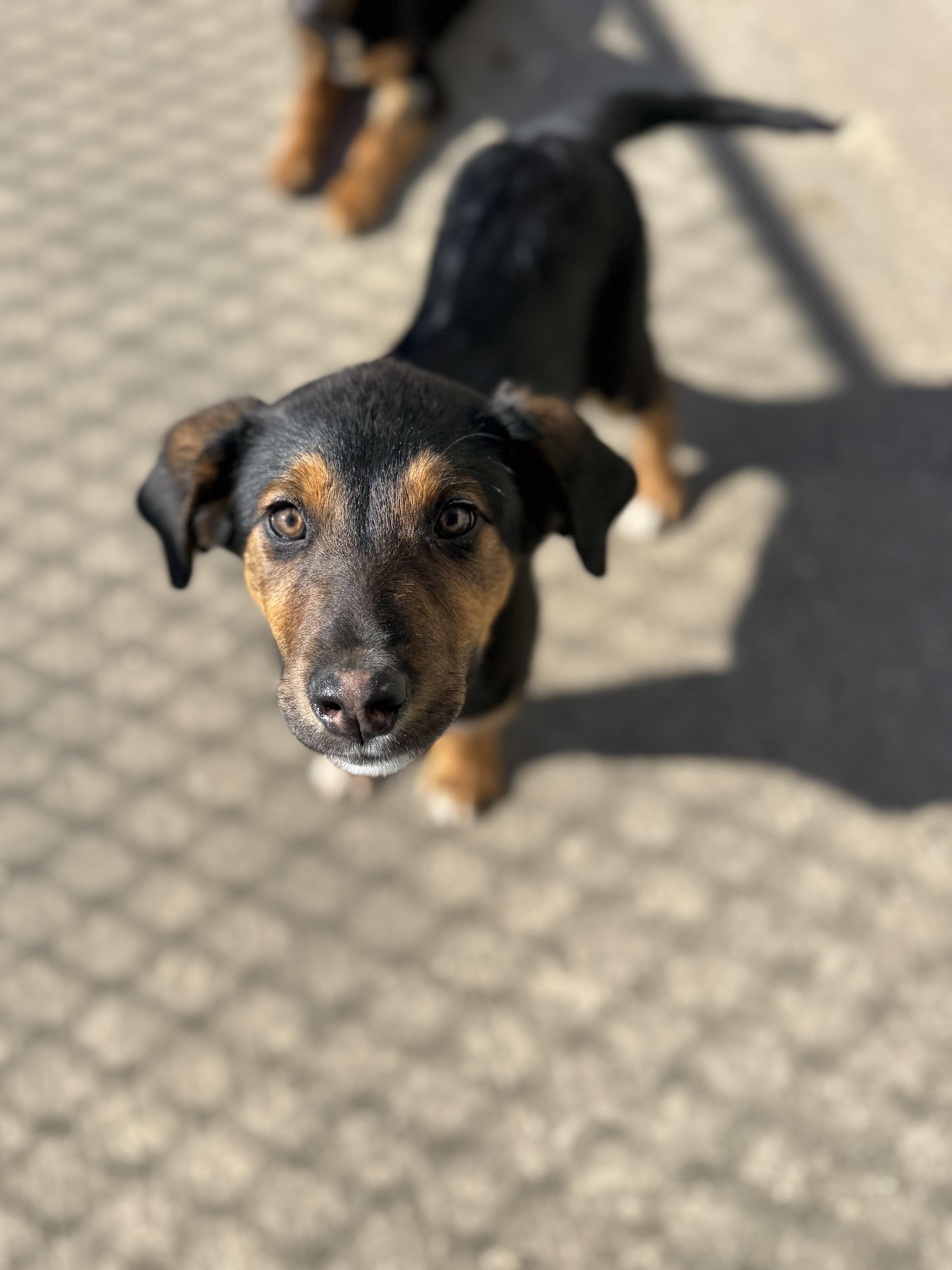 Caramel, a ADOPTABLE Black and Tan Coonhound in Dodgeville, WI image 2/3